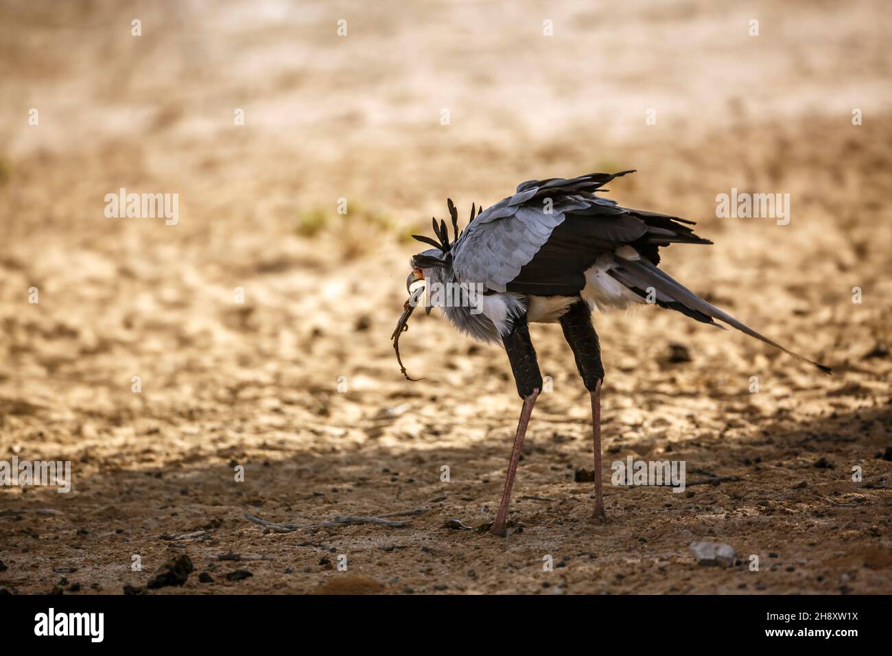 Secretary bird eating a lizard in Kgalagadi transfrontier park, South