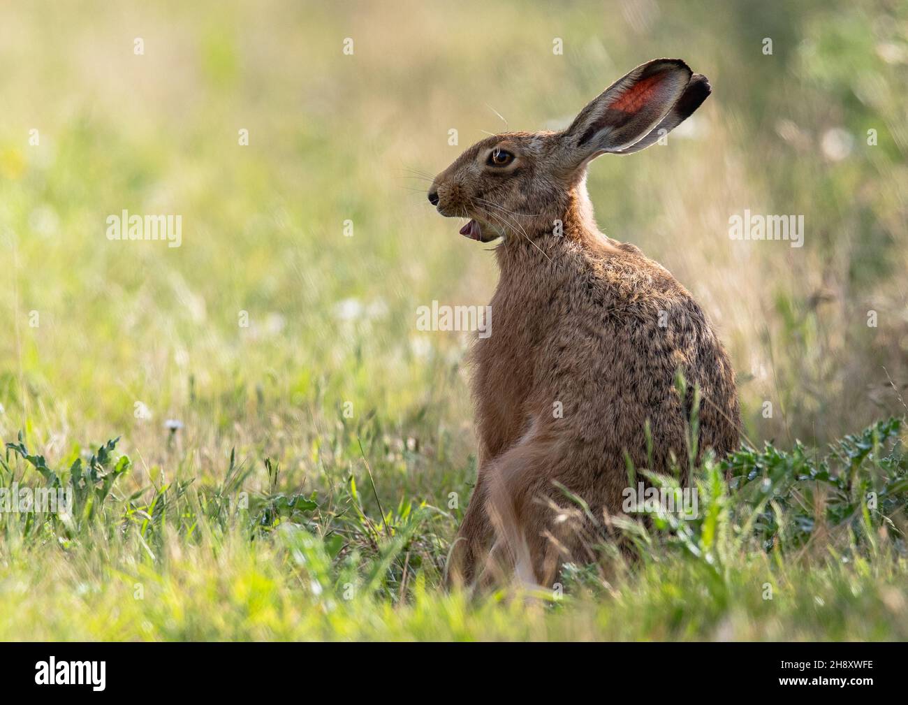 A wild Brown Hare , in a strange pose with its mouth wide open stifling a yaawn on a Suffolk farm. Uk Stock Photo