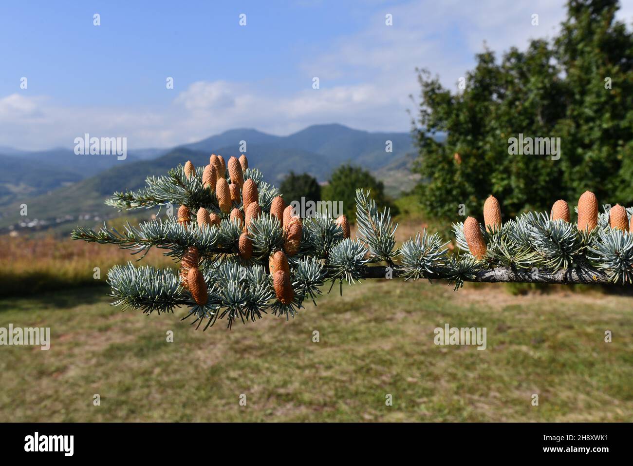 Pine cones cone on tree branch Stock Photo