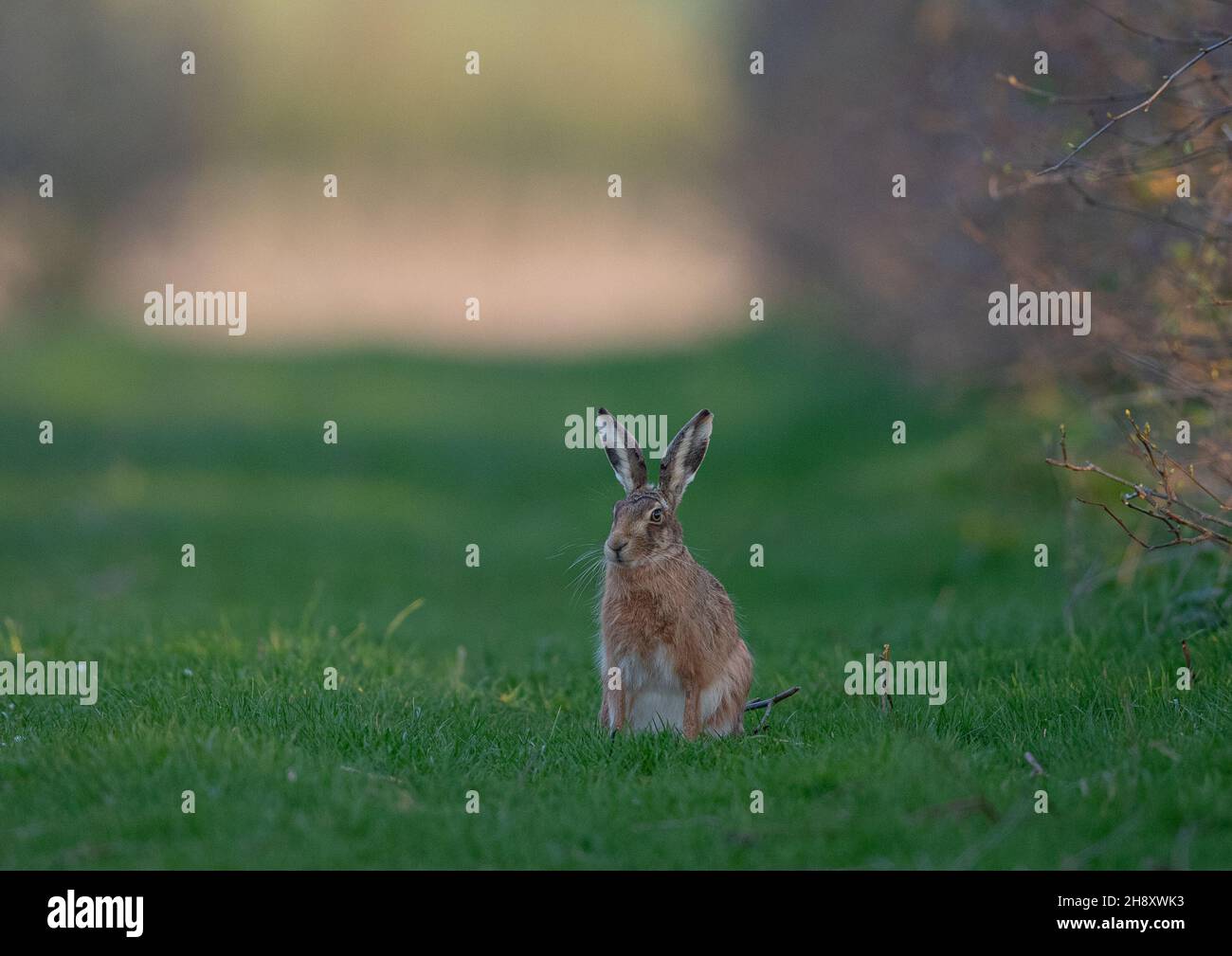 A Cute Hairy Brown Hare Lepus Europaeus Sitting Alert In The Long