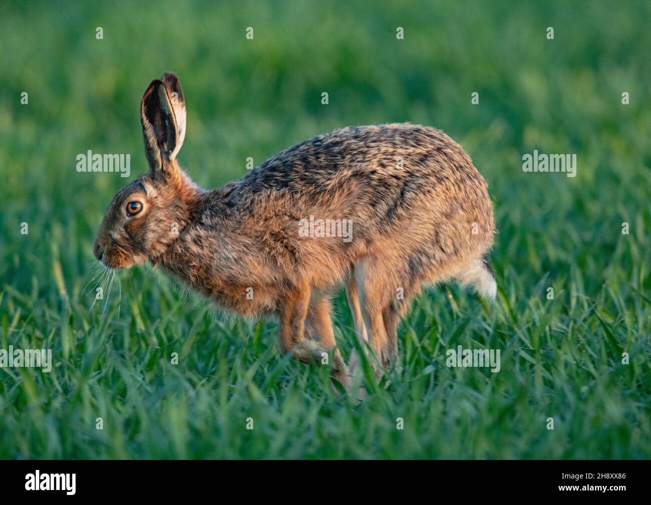 A close up of a wild Brown Hare running across a green wheat crop.It shows details of the movement, variable fur and orange  eye. Suffolk, UK Stock Photo