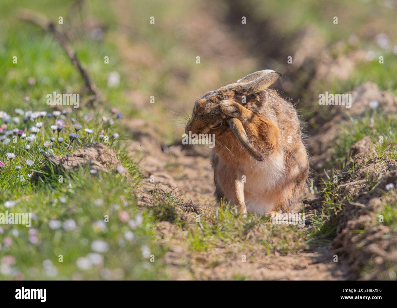 A wild Brown Hare (Lepus europaeus) washing behind his ears He is sat in the tractor wheel ruts  in the daisies. Suffolk, UK. Stock Photo