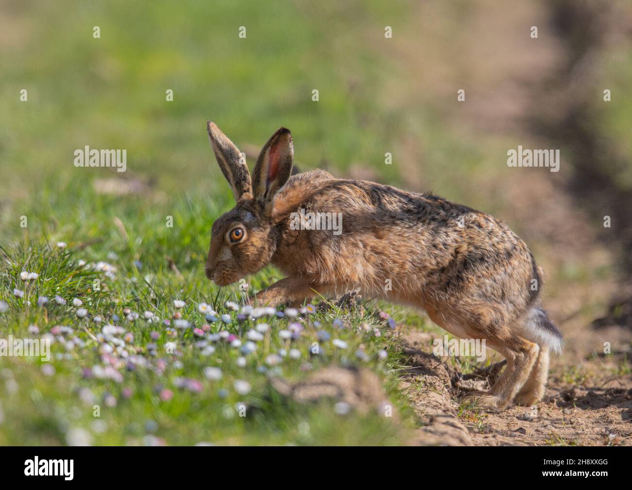 A wild Brown Hare (Lepus europaeus) crossing the tractor wheel ruts on a track covered in  daisies. Suffolk, UK. Stock Photo