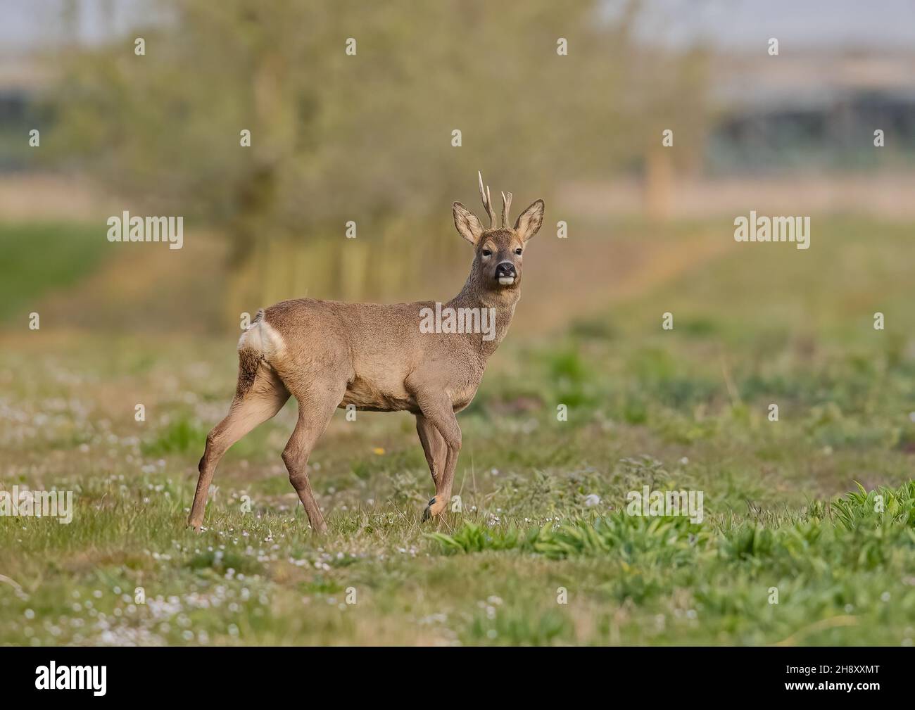 A big healthy Roe Deer Buck, with a broken antler standing alert in the daisies in the sunshine. Suffolk, UK Stock Photo