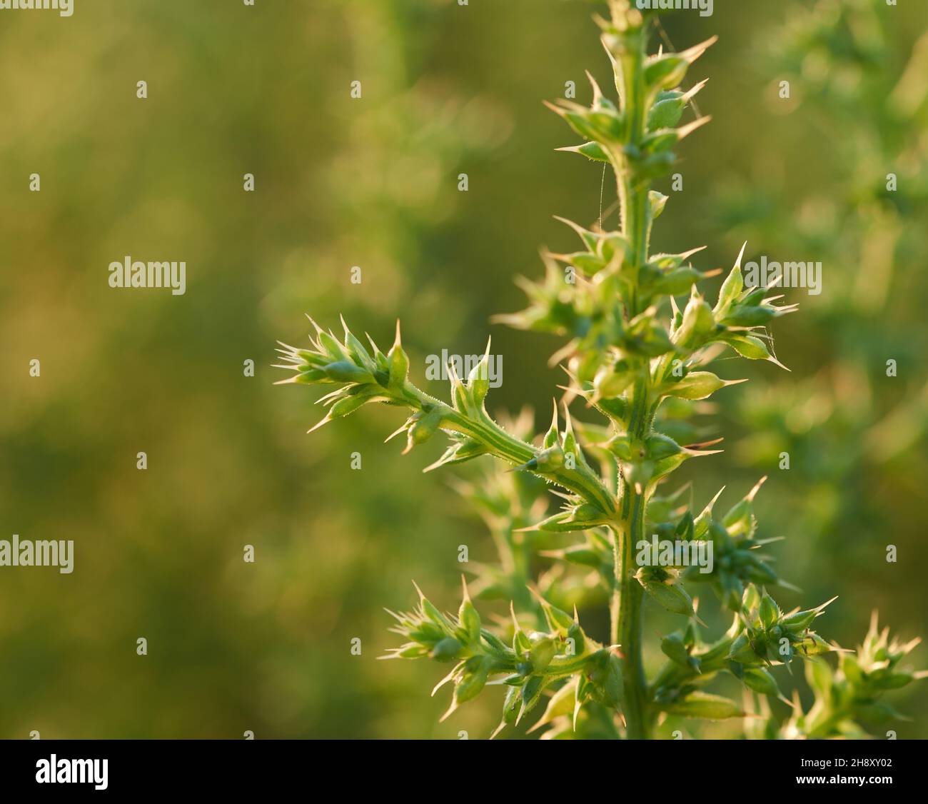 Salsola tragus. Salsola ruthenica. Detail of a wild plant photographed at sunset Stock Photo