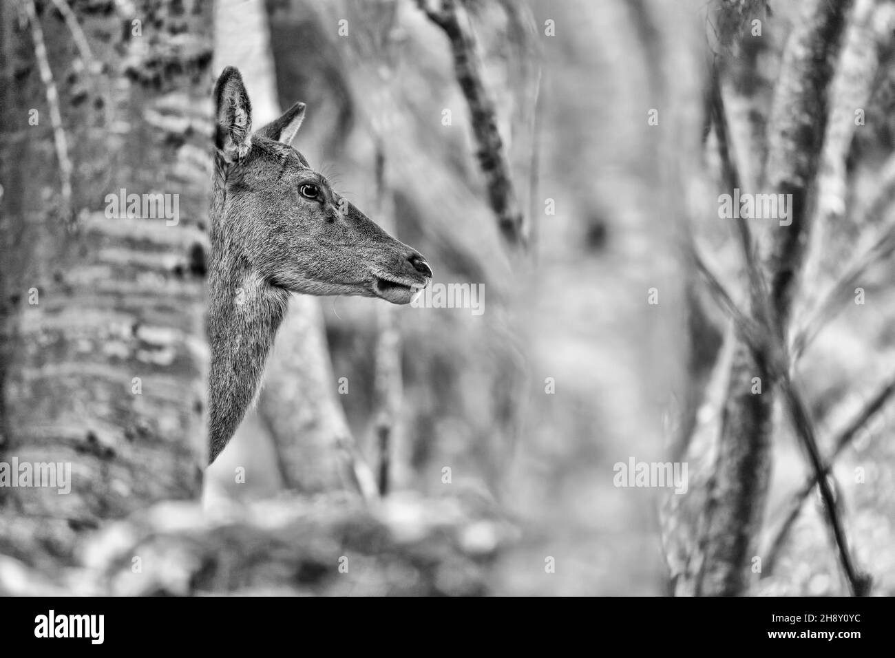 Deer female in the wild, black and white portrait (Cervus elaphus) Stock Photo