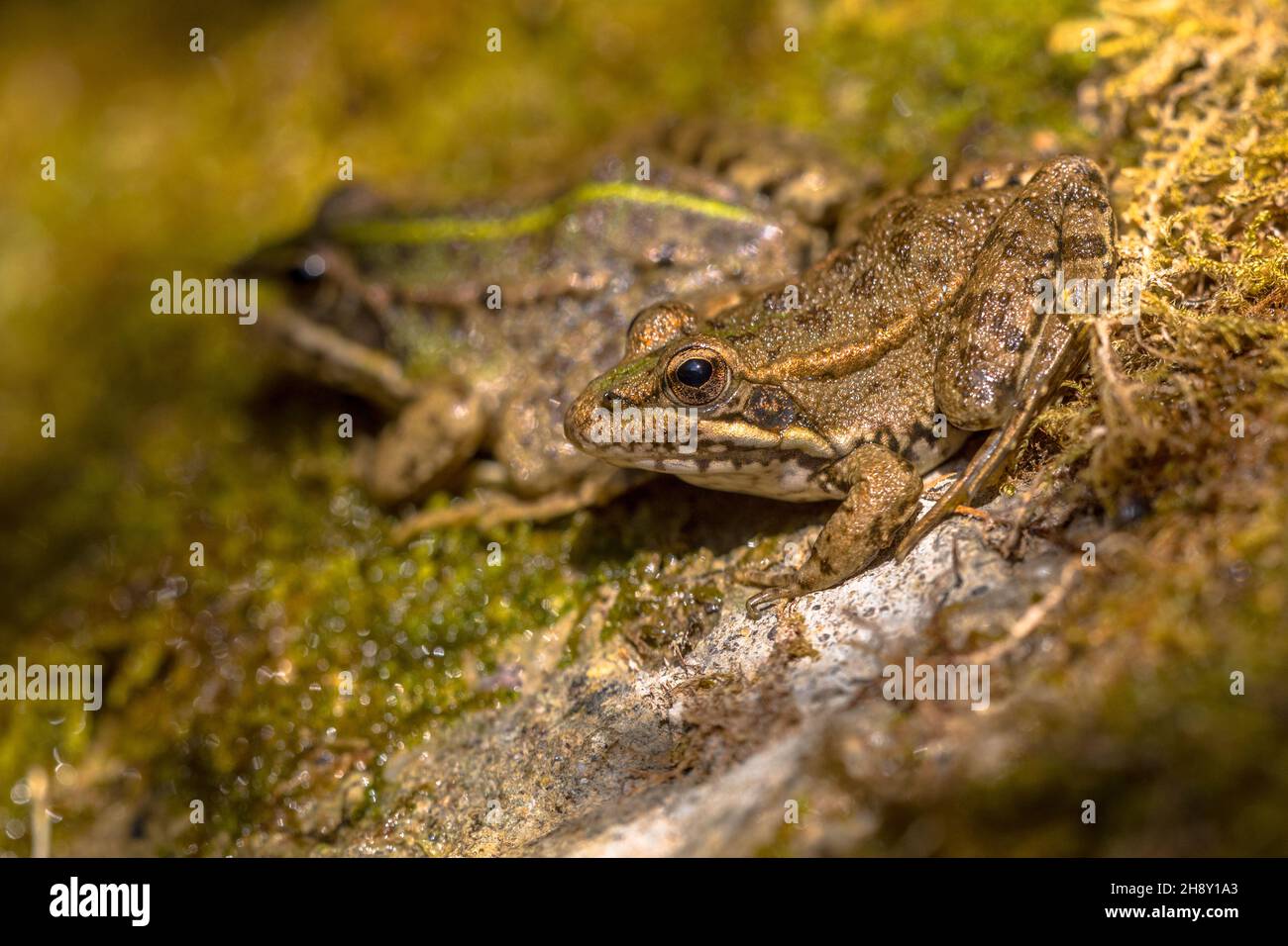 Couple of Iberian water frog (Pelophylax perezi) on a river bank in the Spanish Pyrenees Stock Photo