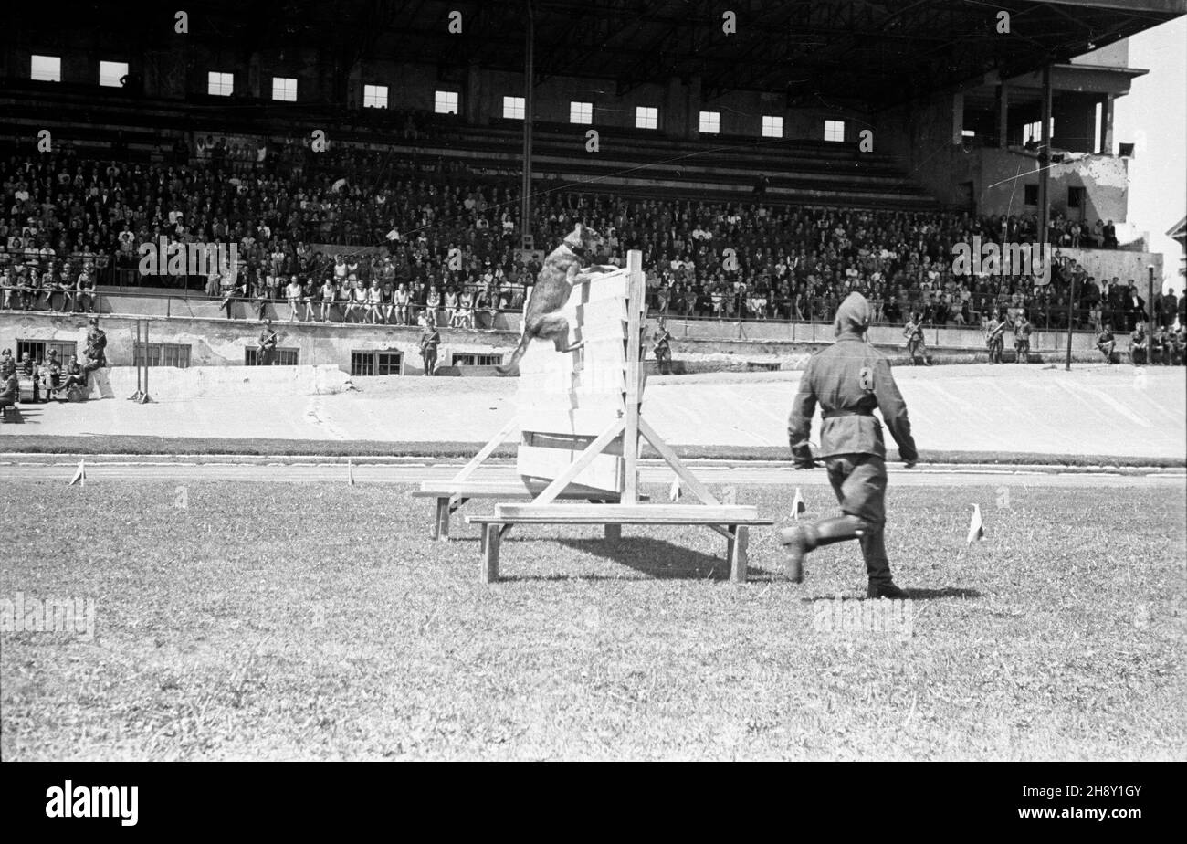 Warszawa, 1946-05-25. Obchody I rocznicy utworzenia Korpusu Bezpieczeñstwa Wewnêtrznego. Nz. pokaz umiejêtnoœci psów s³u¿bowych na stadionie Wojskowego Klubu Sportowego Legia. po/ms  PAP      Warsaw, May 25, 1946. Ceremonies marking the 1st anniversary of the Internal Security Corps. Pictured: a dog training show at the stadium of the Military Sports Club Legia.  po/ms  PAP Stock Photo