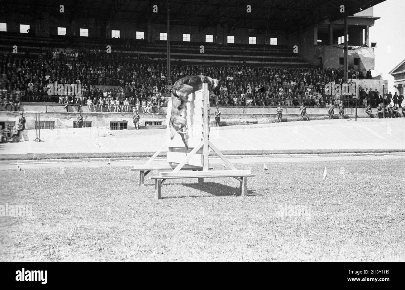 Warszawa, 1946-05-25. Obchody I rocznicy utworzenia Korpusu Bezpieczeñstwa Wewnêtrznego. Nz. pokaz umiejêtnoœci psów s³u¿bowych na stadionie Wojskowego Klubu Sportowego Legia. po/ms  PAP      Warsaw, May 25, 1946. Ceremonies marking the 1st anniversary of the Internal Security Corps. Pictured: a dog training show at the stadium of the Military Sports Club Legia.  po/ms  PAP Stock Photo