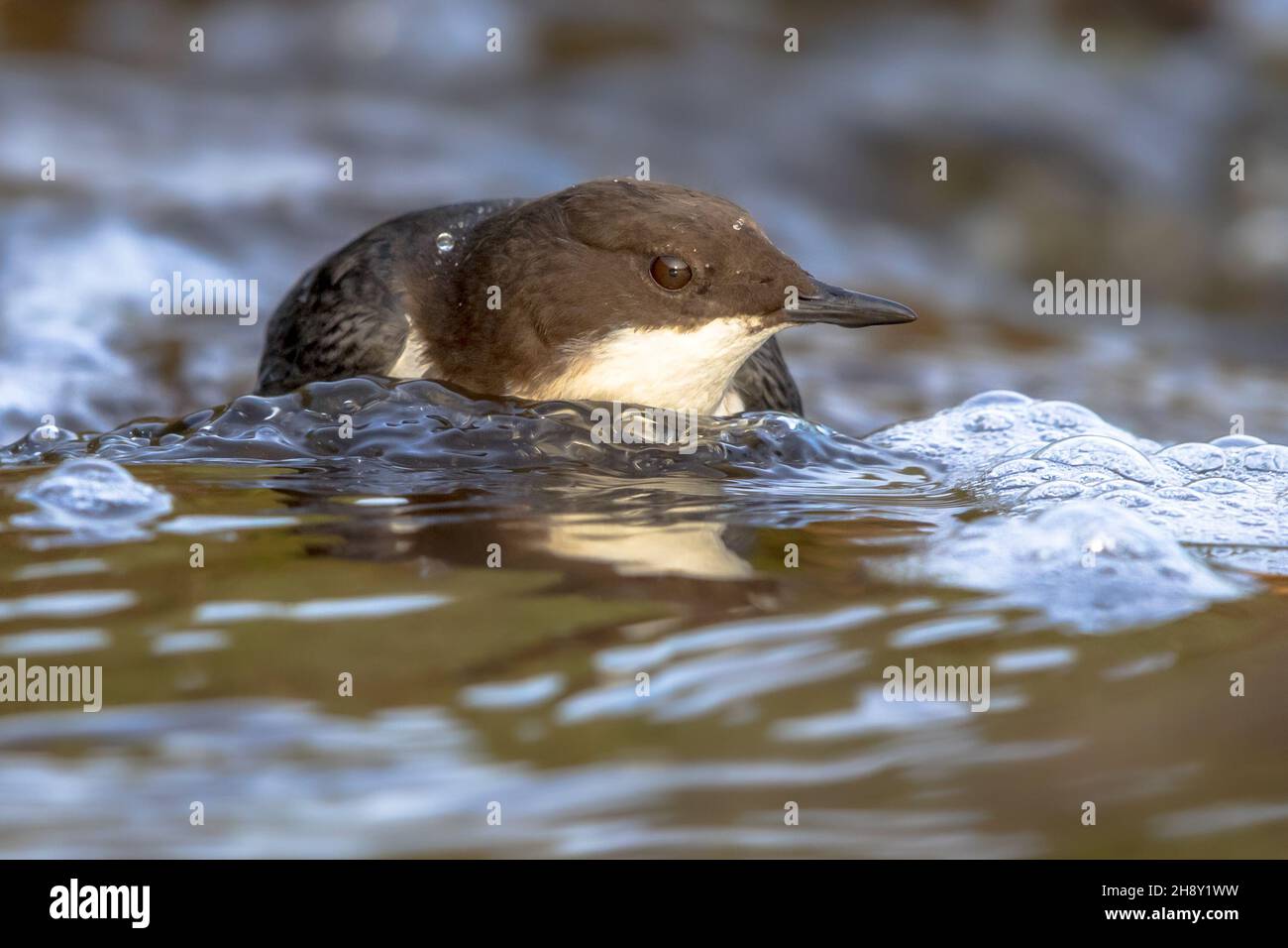Whitethroated dipper (cinclus cinclus) aquatic bird foraging in fast