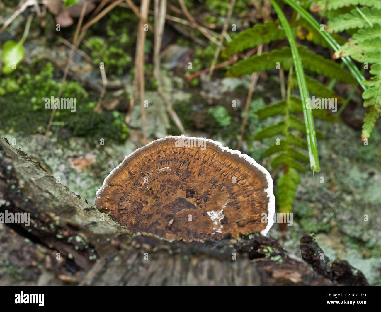 Turkey Tail Fungus Trametes versicolor Stock Photo Alamy