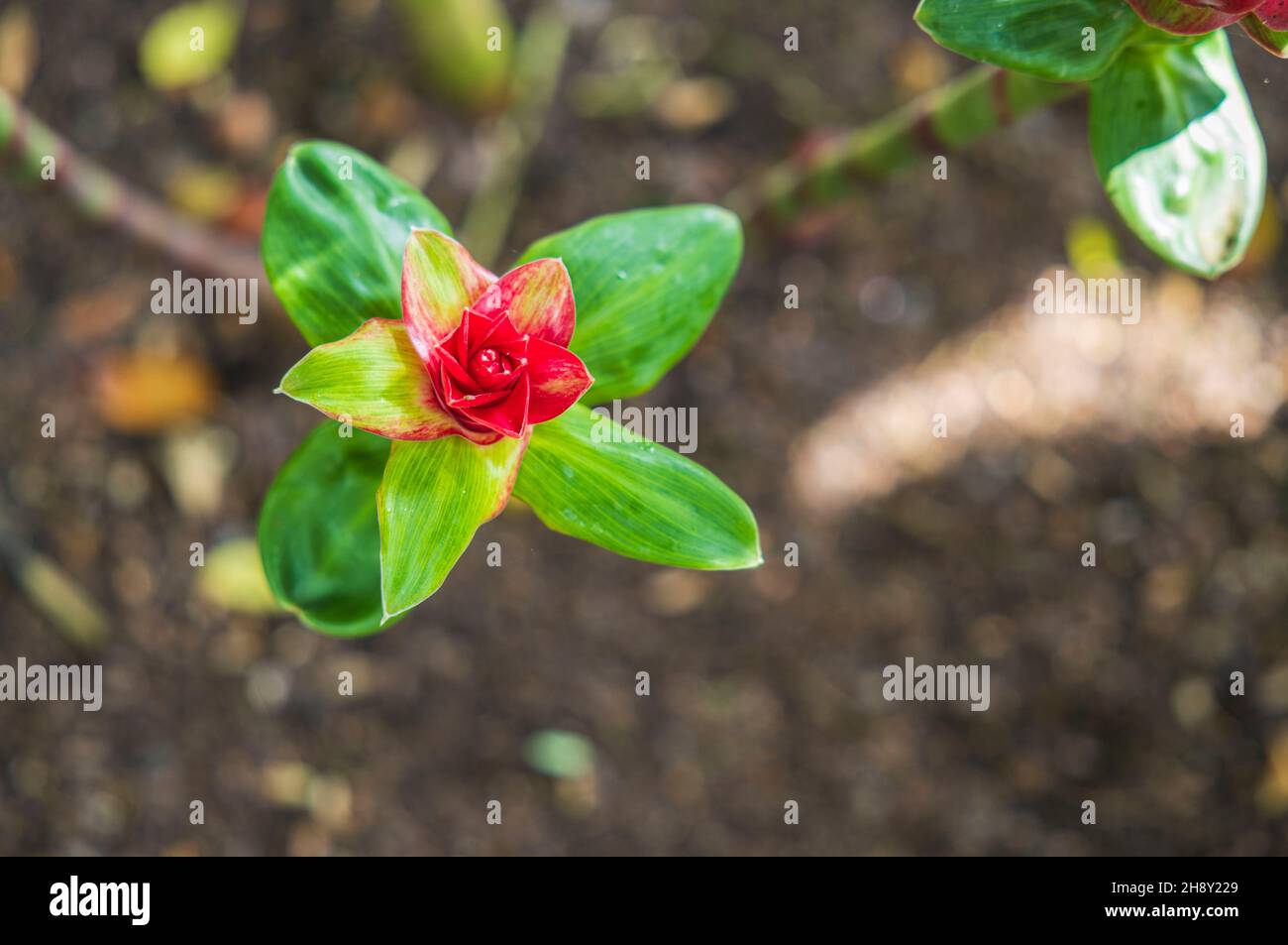 Beautiful view of best ornamental gingers Costus comosus Red Tower flower. Beautiful nature backgrounds. Sweden. Stock Photo