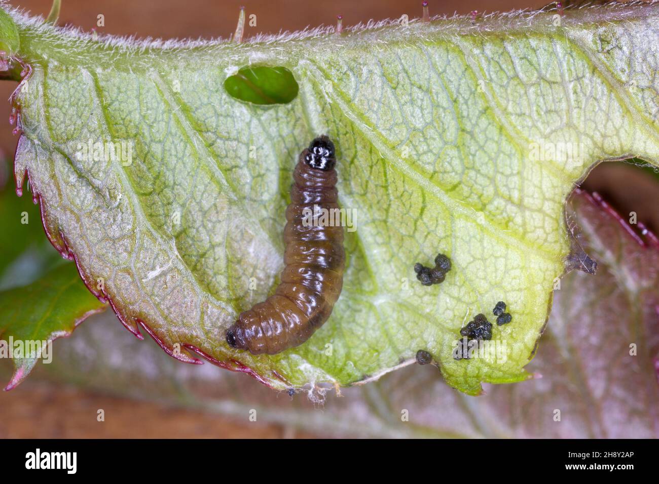Caterpillar of Archips rosana (Cacoecia) the rose tortrix Tortricidae on damaged rose leaf. The larvae feed within rolled leaves of various plants Stock Photo