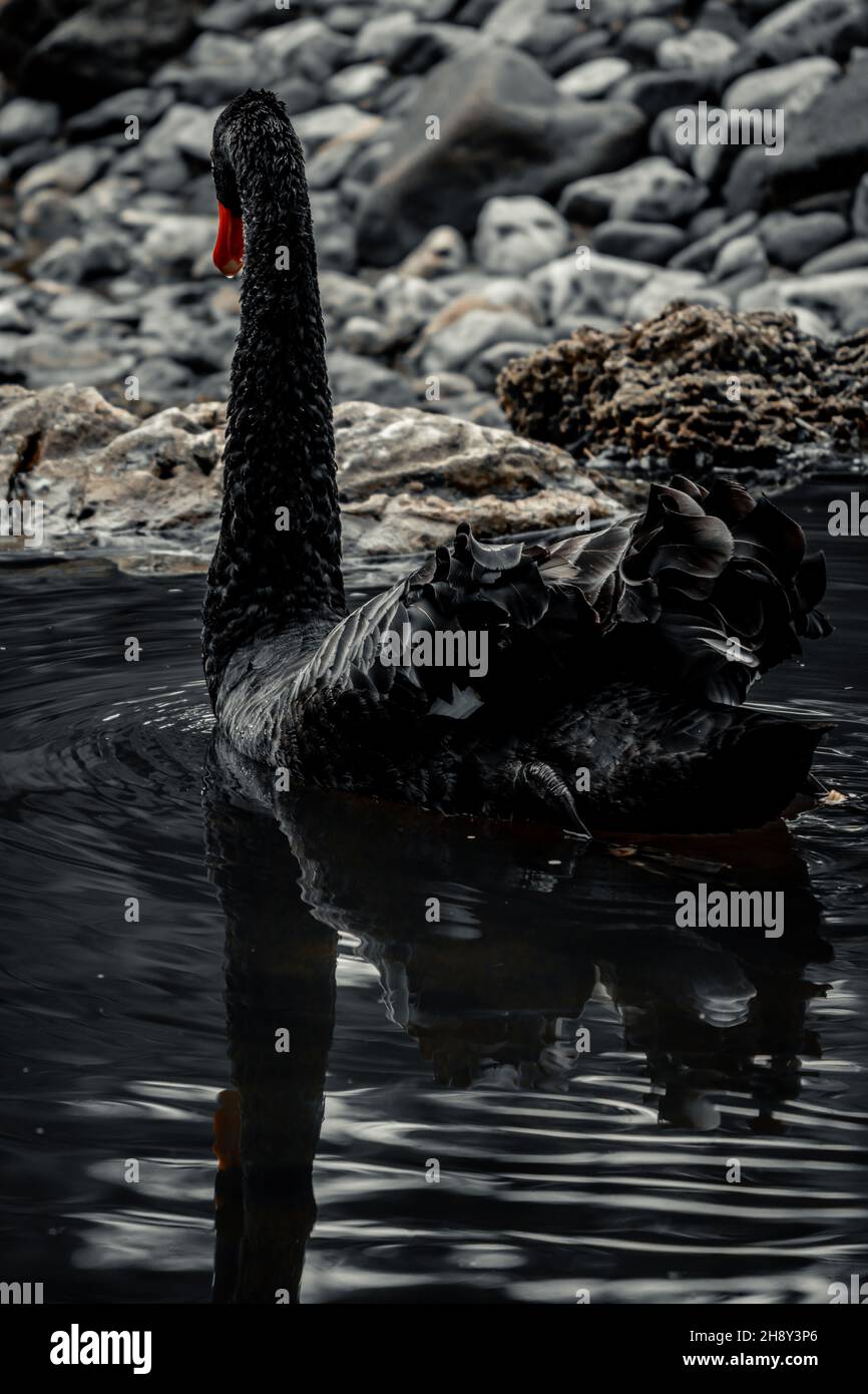 Closeup of a black swan swimming Stock Photo - Alamy