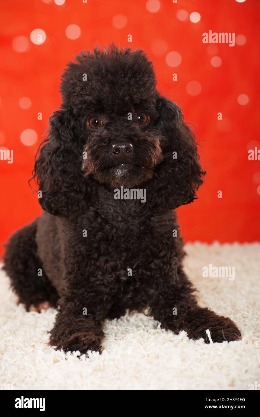 Are Toy Poodles Yappy