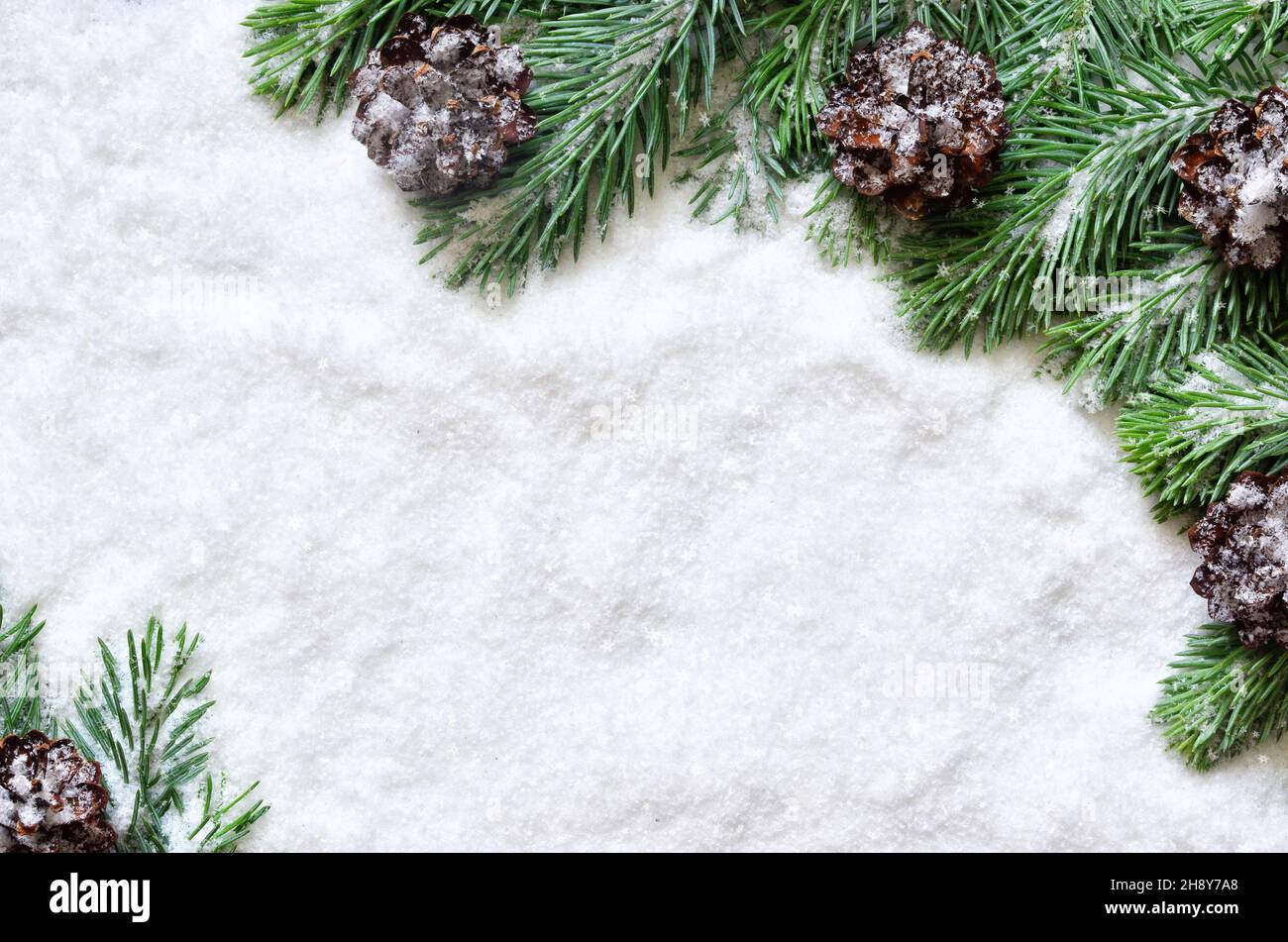 Snow background with snowy fir branches and pine cones Stock Photo - Alamy