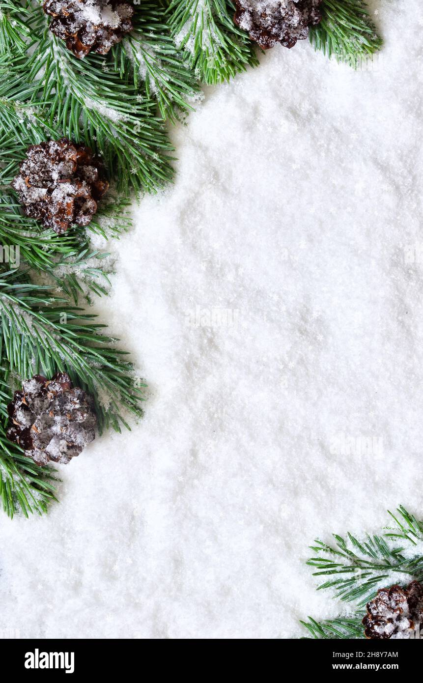 Snow background with snowy fir branches and pine cones Stock Photo - Alamy