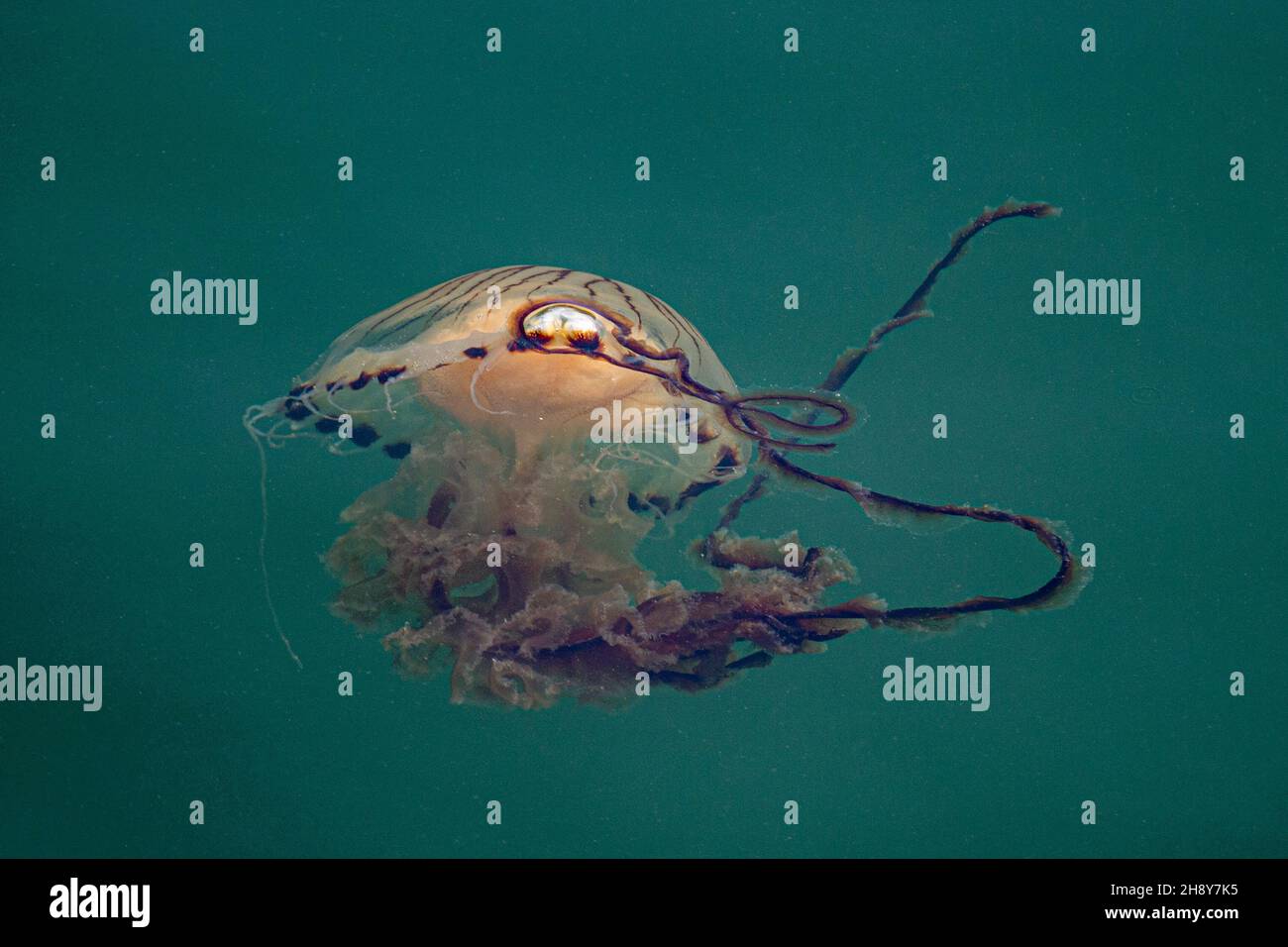 A Compass Jellyfish (Chrysaora Hysoscella) pictured in Mevagissey Harbour on a hot July day - Mevagissey, Cornwall, UK. Stock Photo