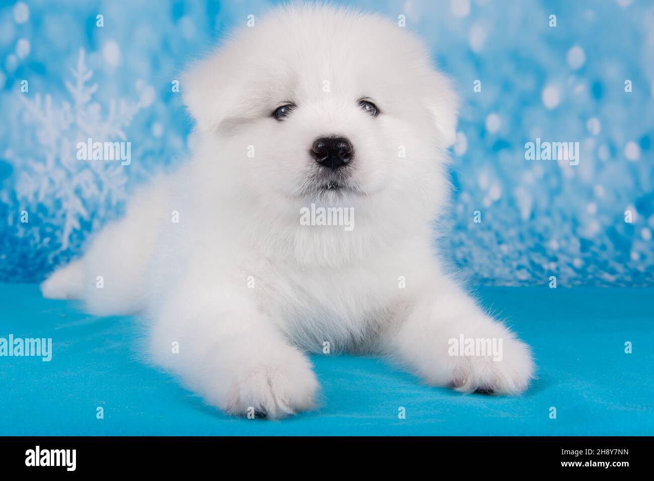 Baby laugh close up hi-res stock photography and images - Page 5 - Alamy, image size:1300x957