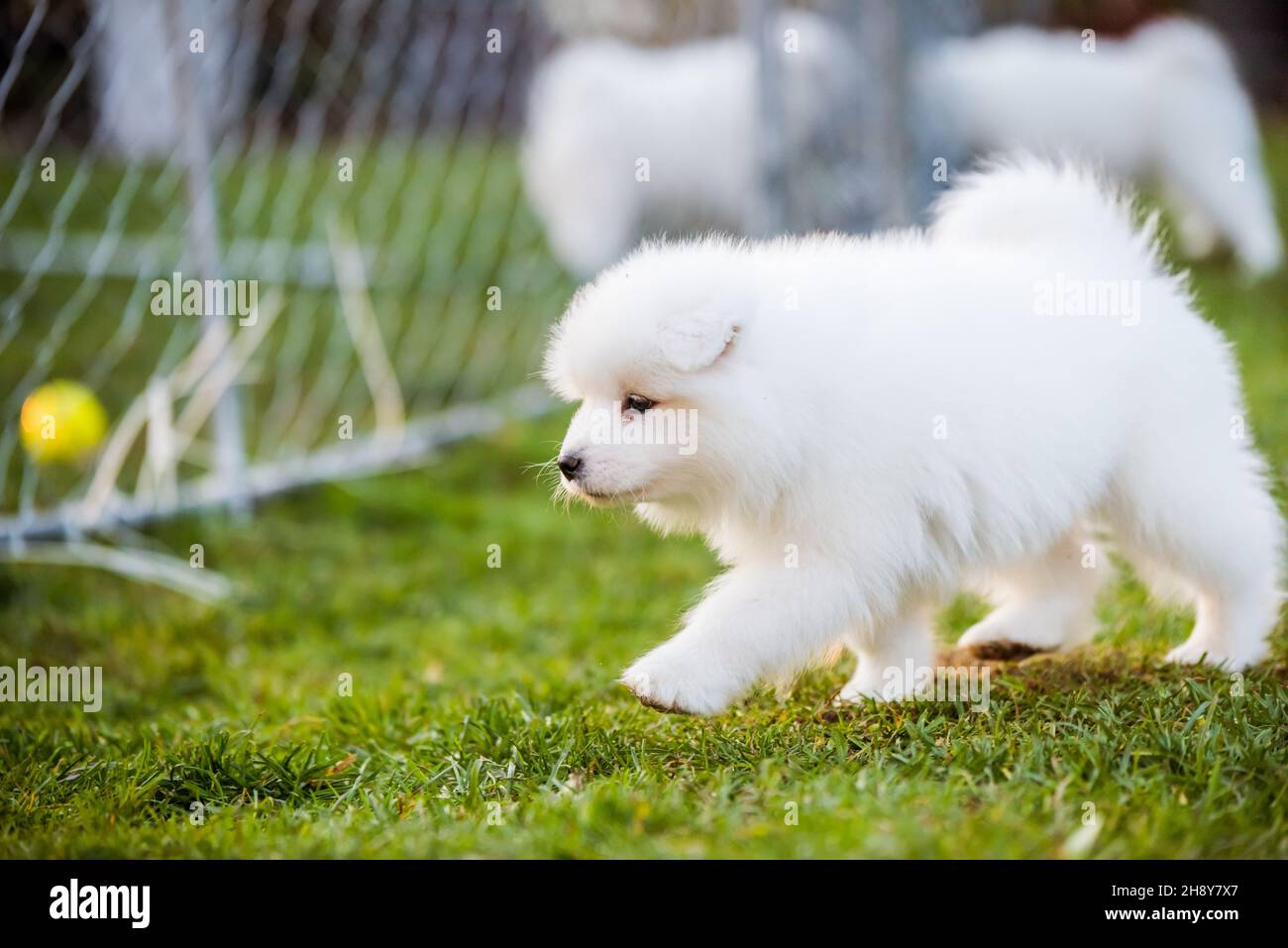 Adorable samoyed puppy running on the lawn Stock Photo