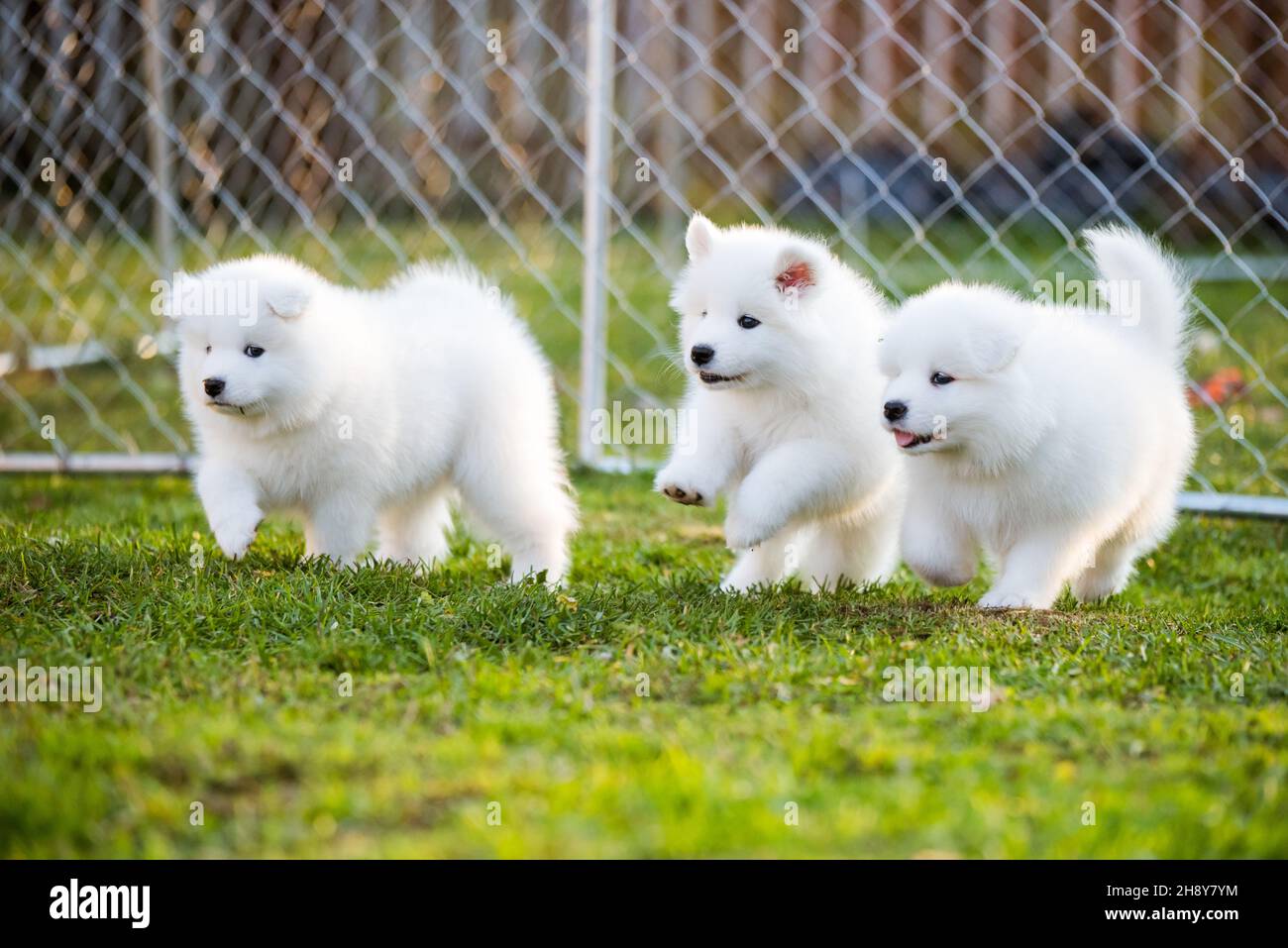 Funny fluffy white Samoyed puppies dogs are playing Stock Photo