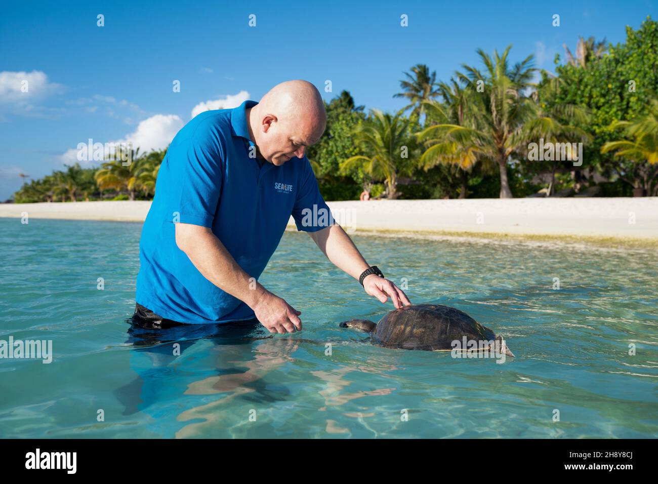 Sea Life Animal Care Curator Mark Hind supervises April, an olive ridley sea turtle, as she enjoys a swim in the sea as a part of her enrichment, at the Turtle Rehabilitation Centre at Four Seasons Resort at Kuda Huraa, Maldives. Picture date: November 17, 2021. See PA story ENVIRONMENT Turtle Maldives. April, who has been relocated to her new home at Sea Life Loch Lomond, was found floating on the ocean surface in Raa Atoll in the Maldives, entangled in a discarded fishing net with her front right flipper missing and a plastic bag around her neck. She is unable to dive due to issues with buoy Stock Photo