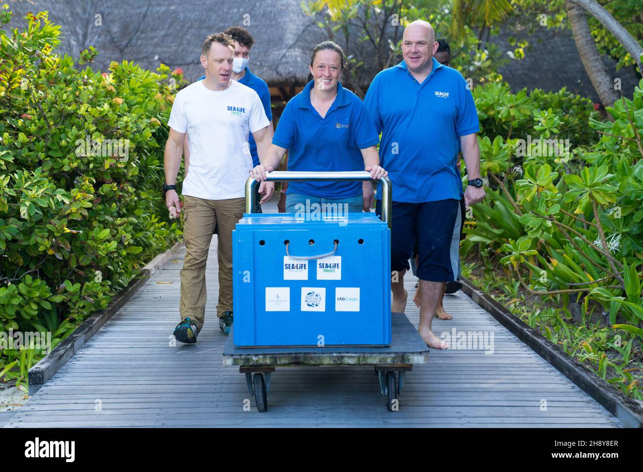 (left to right) Sea Life Trust Ambassador Andy Torbet, Sea turtle specialist Alejandra Carvallo and Sea Life Animal Care Curator Mark Hind push a crate containing April, an olive ridley sea turtle, to a jetty at the Turtle Rehabilitation Centre at Four Seasons Resort at Kuda Huraa, Maldives, as she embarks on the journey to her new home in the UK. Picture date: November 19, 2021. See PA story ENVIRONMENT Turtle Maldives. April, who has been relocated to her new home at Sea Life Loch Lomond, was found floating on the ocean surface in Raa Atoll in the Maldives, entangled in a discarded fishing n Stock Photo