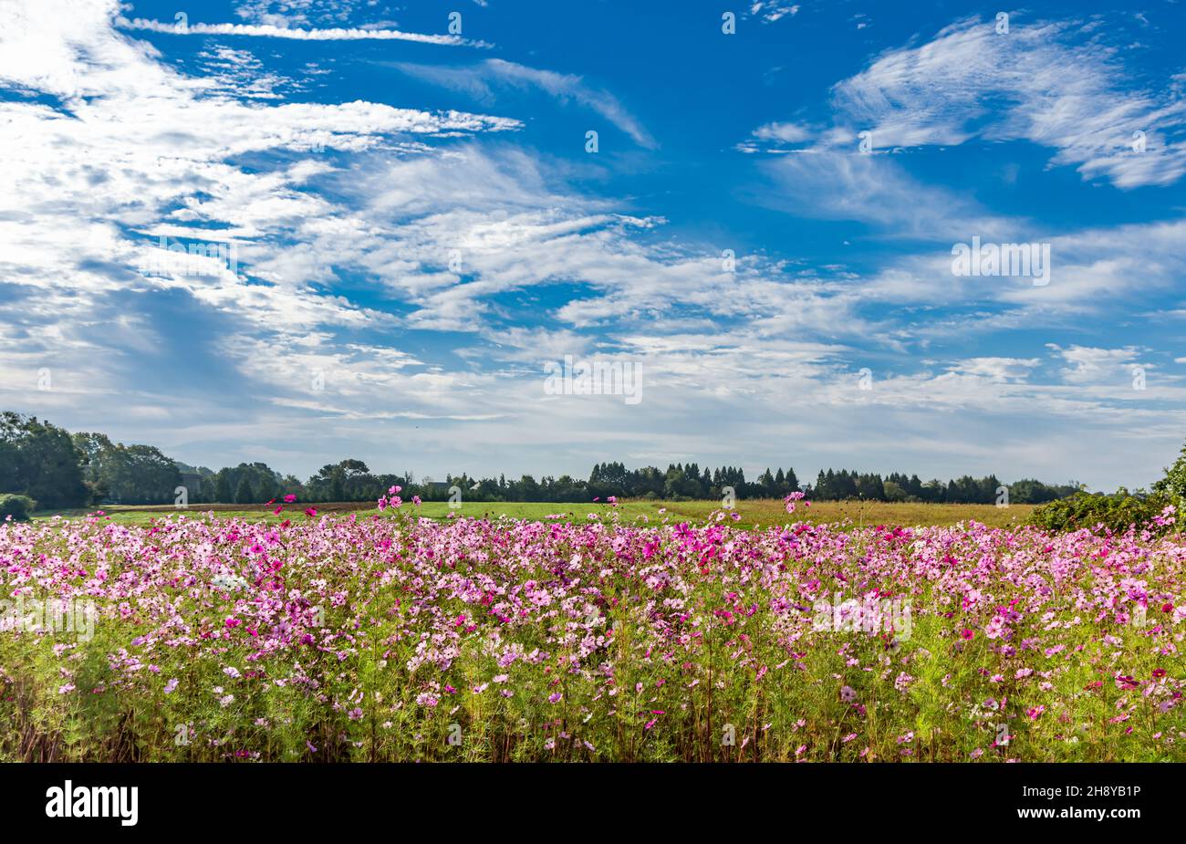 A field of cosmos flowers in a Sagaponack landscape Stock Photo