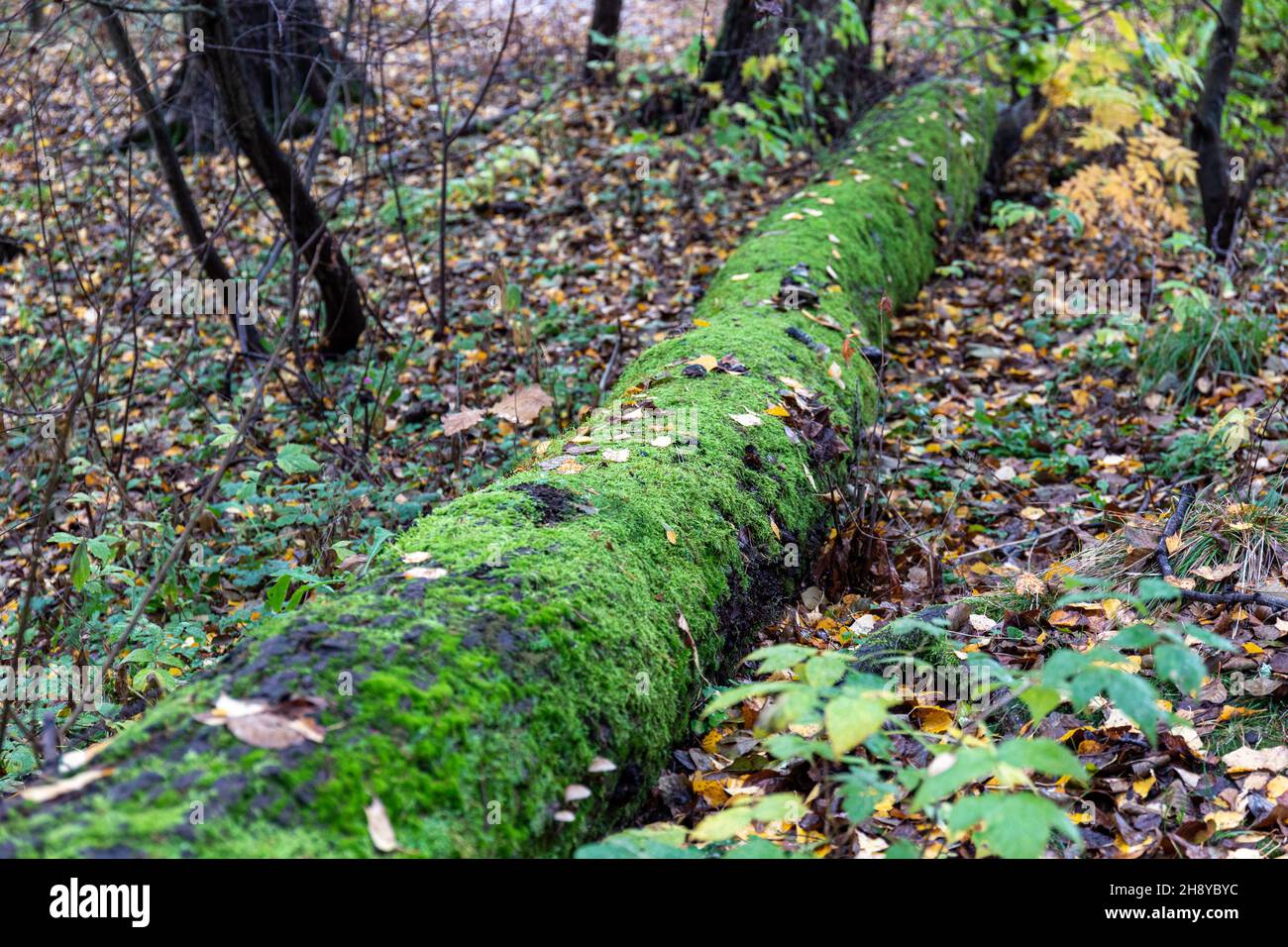 Mouldering tree trunk covered in moss with fallen leaves on the ground. Autumn of fall in Helsinki, Finland. Stock Photo