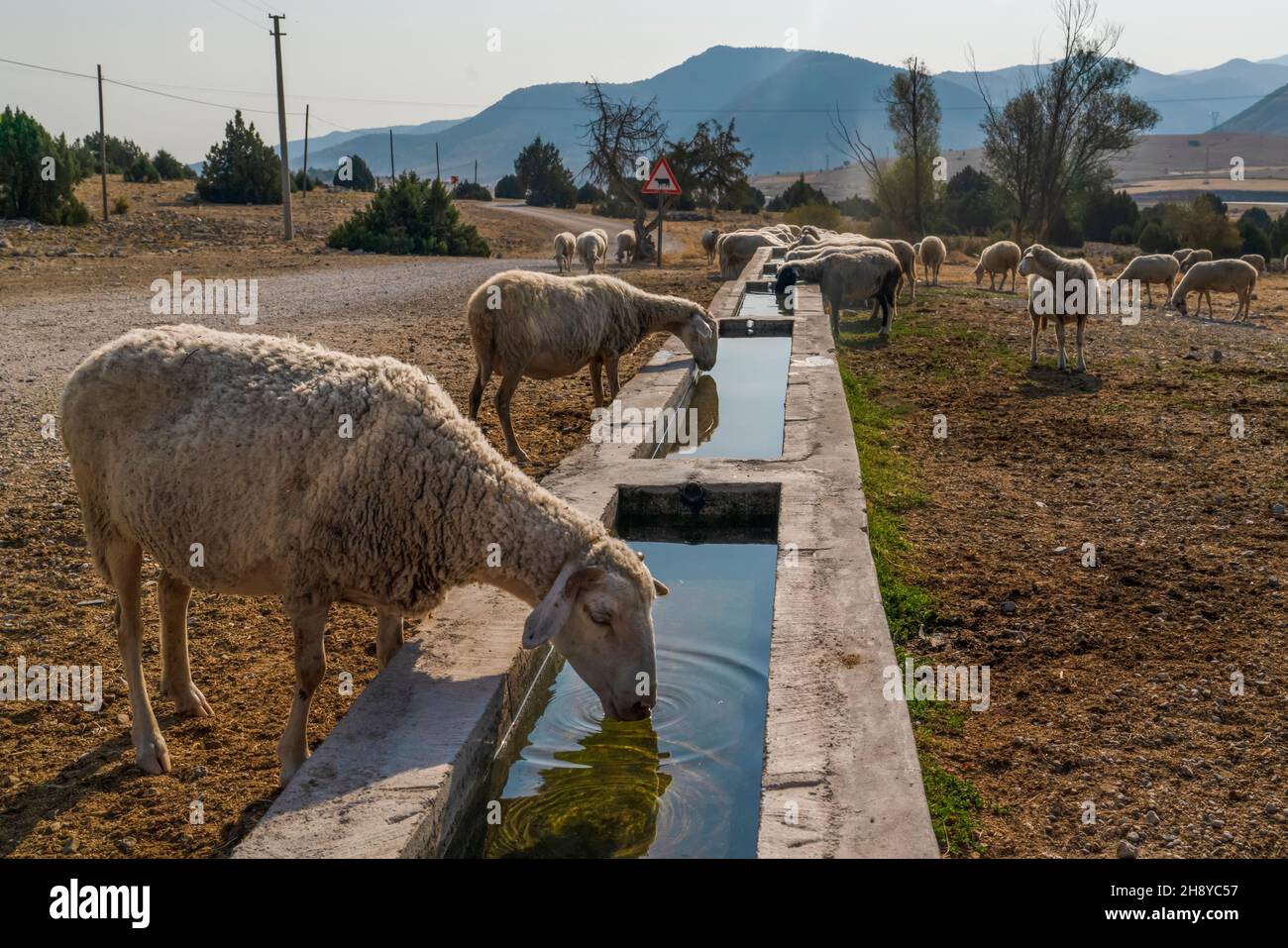 Sheep drink water from concrete trough Stock Photo Alamy