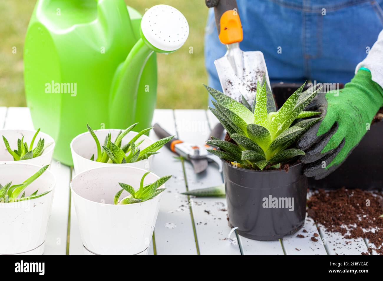 A woman gardener wearing overalls is planting new haworthia fasciata houseplants using potting soil, hand shovel and gloves. Hobby, green finger, gard Stock Photo