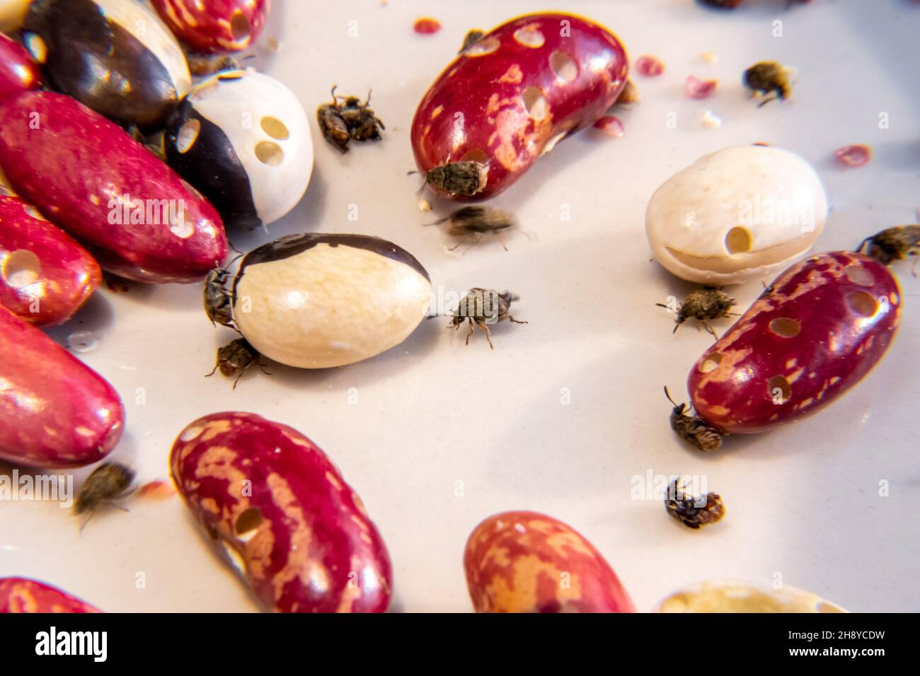 destroyed legume crop by agricultural parasites - legume weevil in warehouses and elevators, selective focus Stock Photo