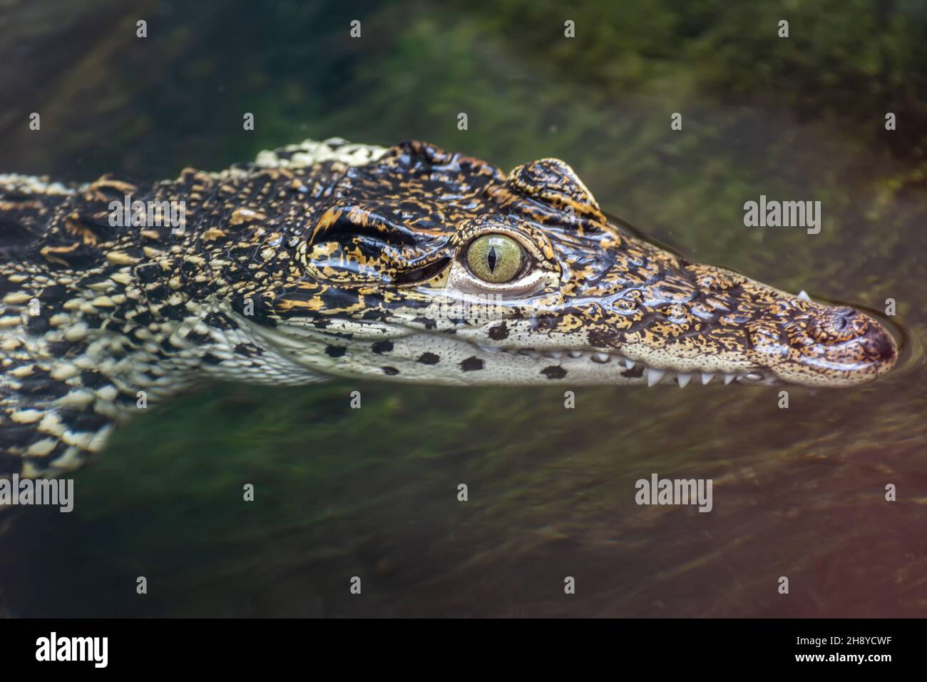 Head of Cuban crocodile (Crocodylus rhombifer), a small-medium species of crocodile endemic to Cuba. Typical length is 2.1 m and typical weight 70–80 Stock Photo