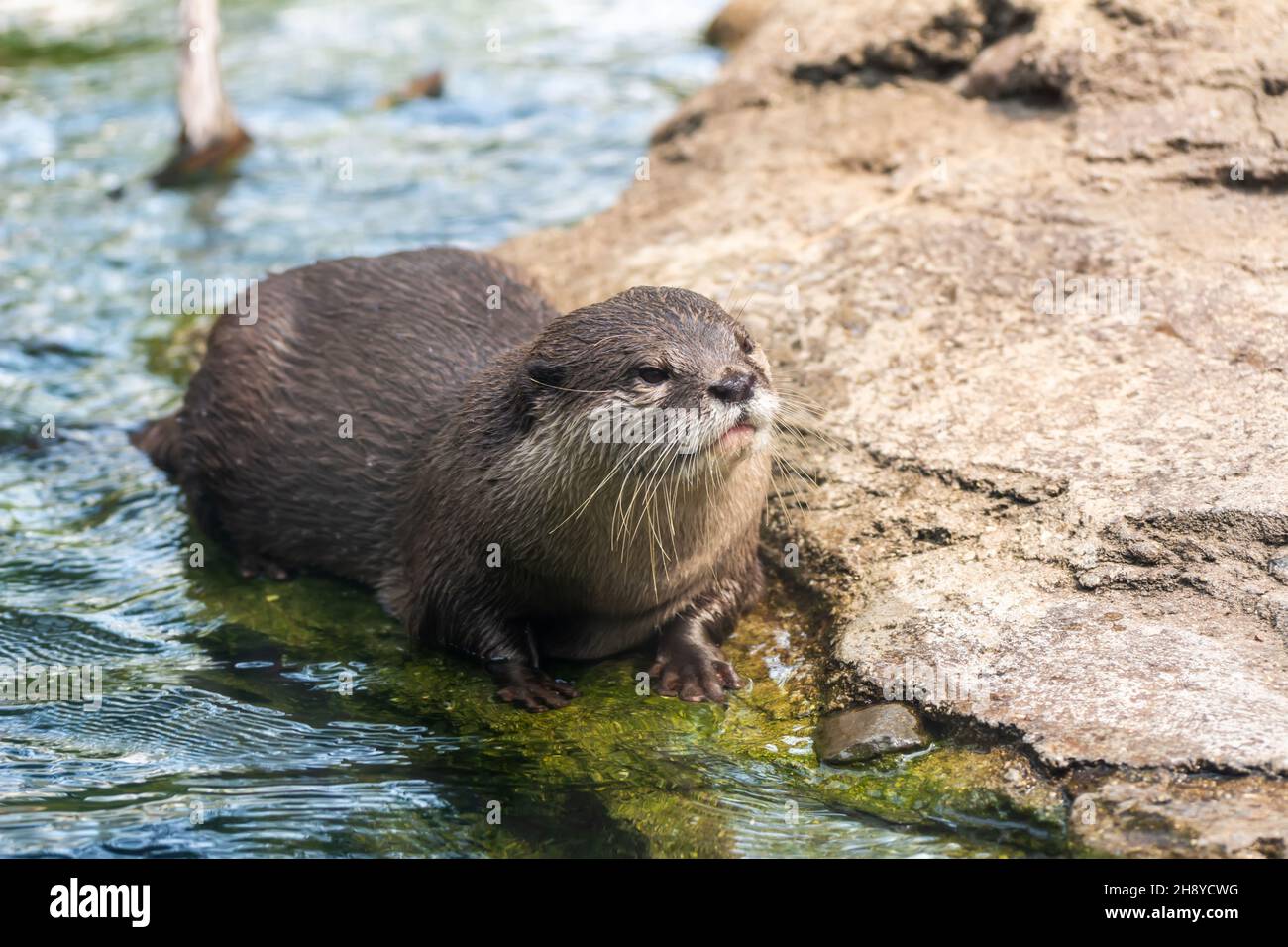 Asian small-clawed otter (Aonyx cinereus), an otter native to South and Southeast Asia. It lives in riverine habitats, freshwater wetlands and mangrov Stock Photo