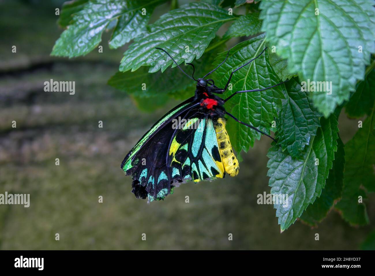 Colourful male Cairns Birdwing butterfly, Australia's largest endemic butterfly species, perched on a green leaf Stock Photo