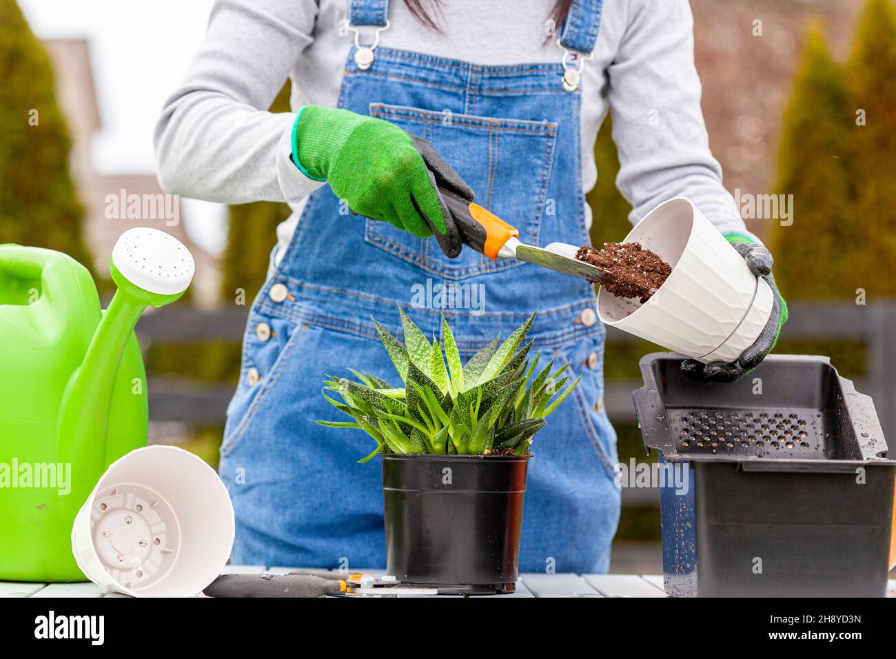 A woman gardener wearing overalls is planting new haworthia fasciata houseplants using potting soil, hand shovel and gloves. Hobby, green finger, gard Stock Photo