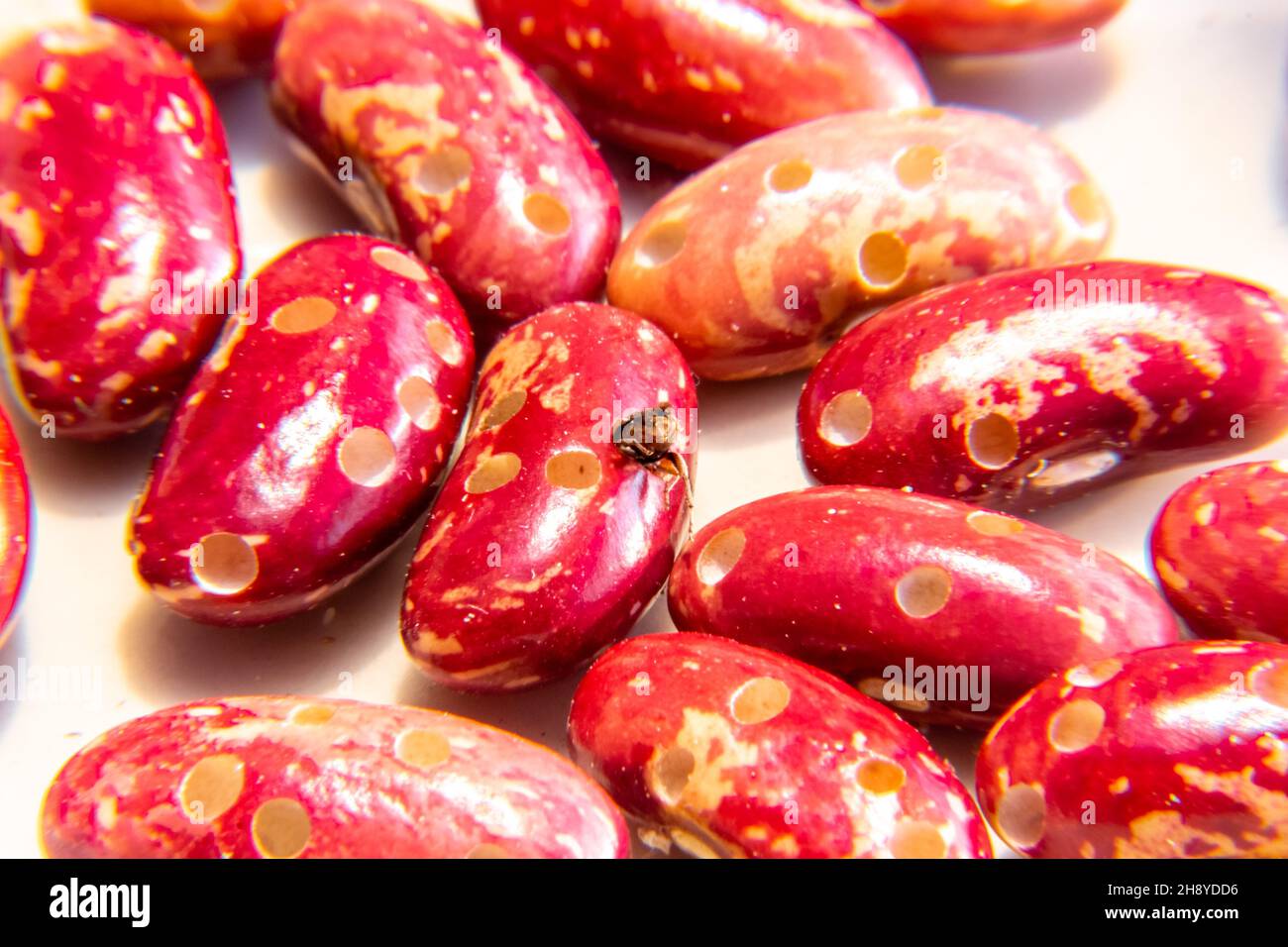 there are beans on the plate, spoiled by an agricultural pest by a bean weevil beetle, the legs of one of the beetles are visible from the bean hole, Stock Photo