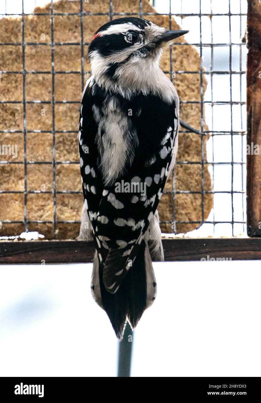 Woodpecker on the Suet Feeder Stock Photo