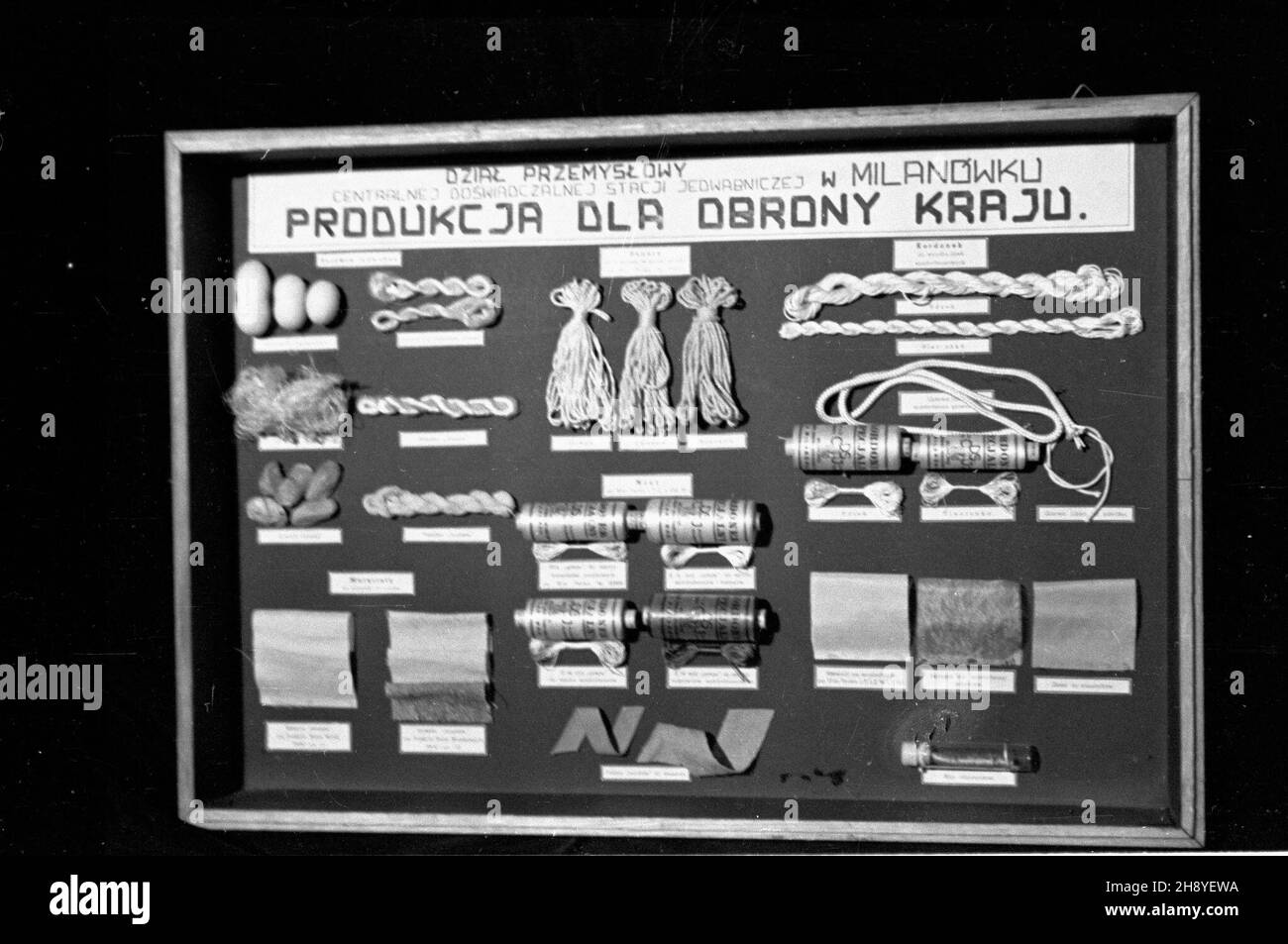Milanówek, 1946 r. Centralna Doœwiadczalna Stacja Jedwabnicza. Zak³ad zajmowa³ siê hodowl¹ jedwabników i produkcj¹ tkanin. Za³o¿ony w 1924 r. przez Henryka i Stanis³awê Witaczków, po wojnie znacjonalizowany.  po/dl  PAP/Jerzy Baranowski      Milanowek, 1946. Central Experimental Silk Yarn Production Station. The plant was involved in silkworm breeding and silk production. Established in 1924 by Henryk and Stanislawa Witaczek, was nationalized after the war.   po/dl  PAP/Jerzy Baranowski Stock Photo
