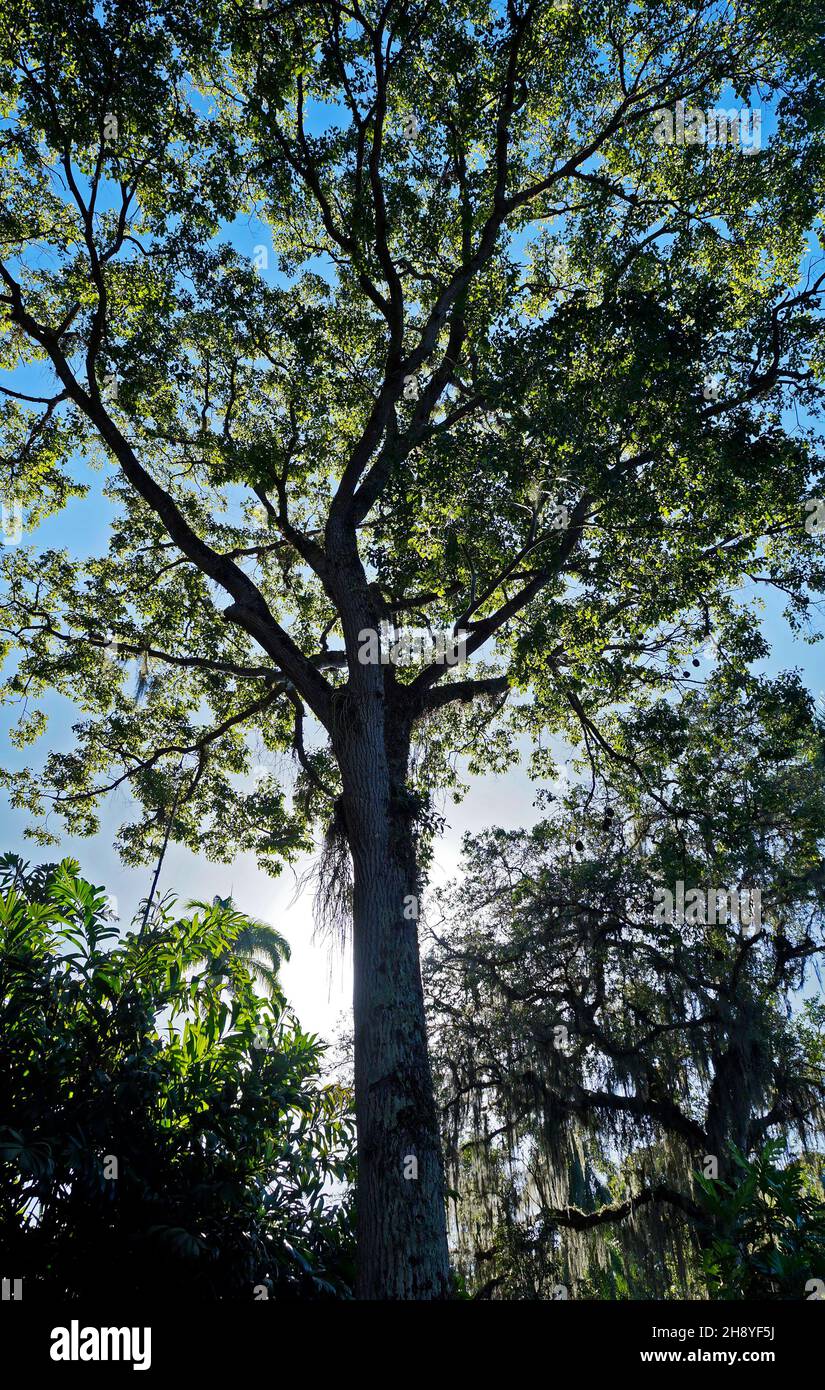 Monkey pot tree (Lecythis pisonis) Rio de Janeiro, Brazil Stock Photo