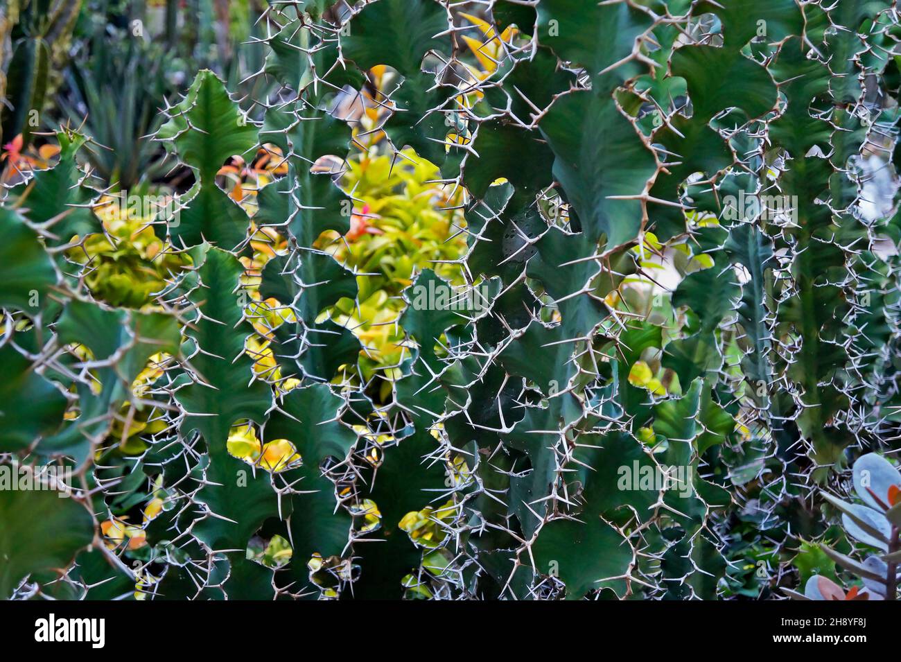 Cow's Horn Cactus (Euphorbia grandicornis), Rio de Janeiro, Brazil