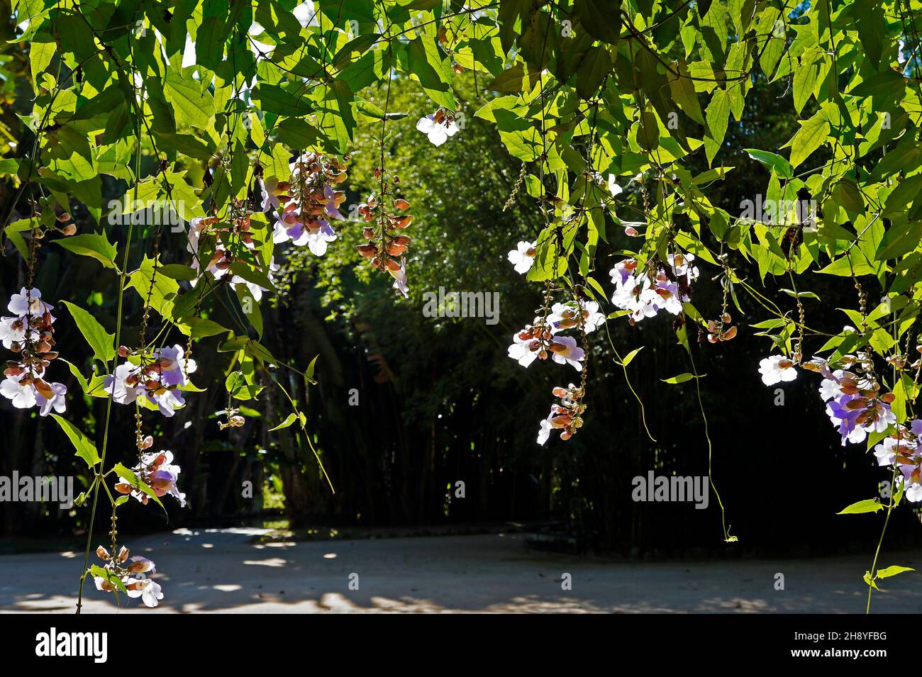 Bengal clock vine flowers (Thunbergia grandiflora) Stock Photo