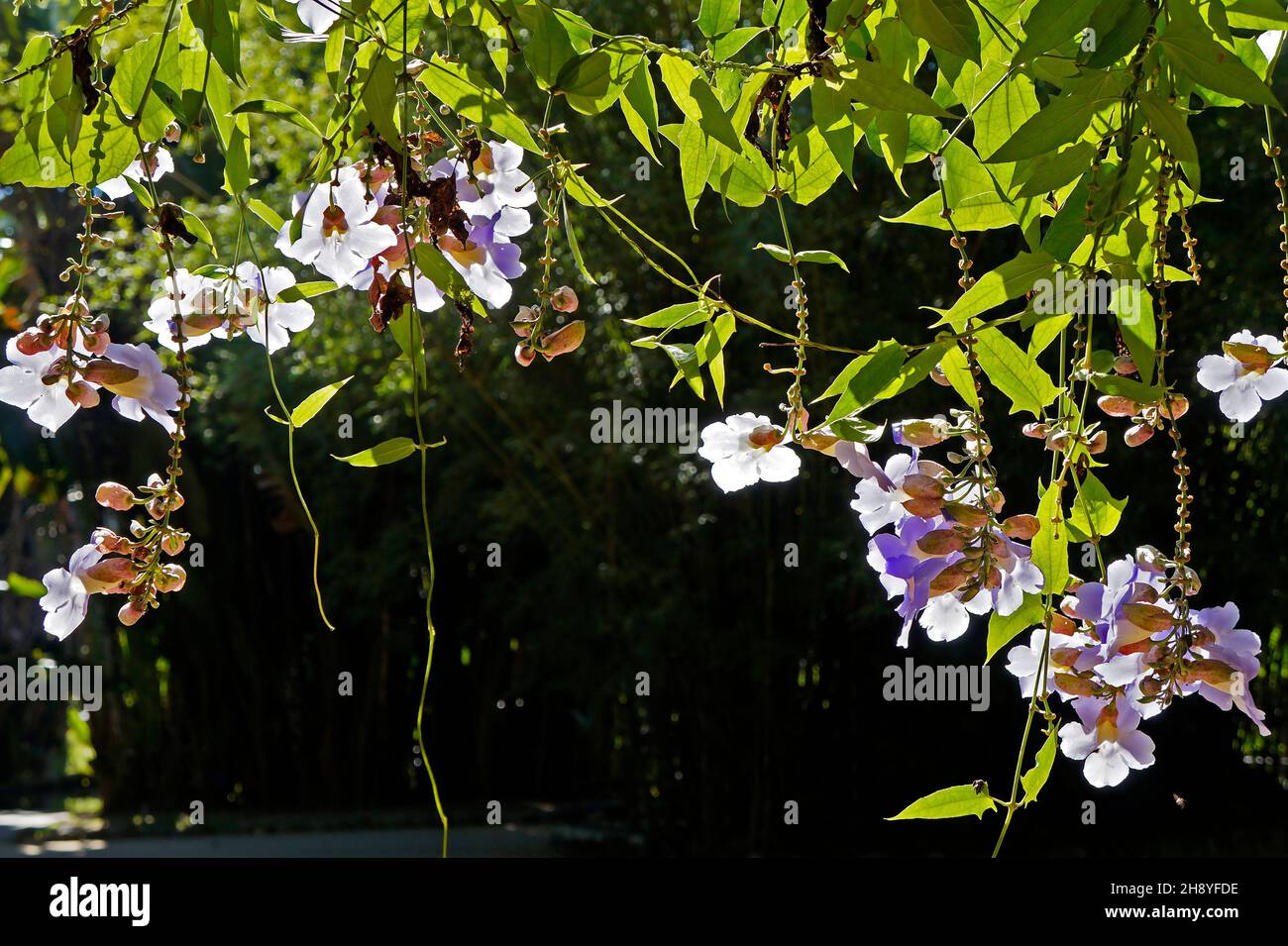 Bengal clock vine flowers (Thunbergia grandiflora) Stock Photo