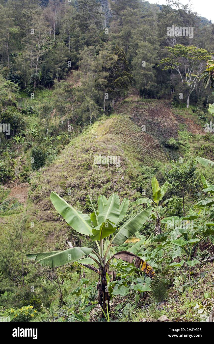 Papua New Guinea; Eastern Highlands; Goroka; Namta (Mefenga); small field on a hillside in the mountains; kleines Feld an einem Hang in den Bergen Stock Photo
