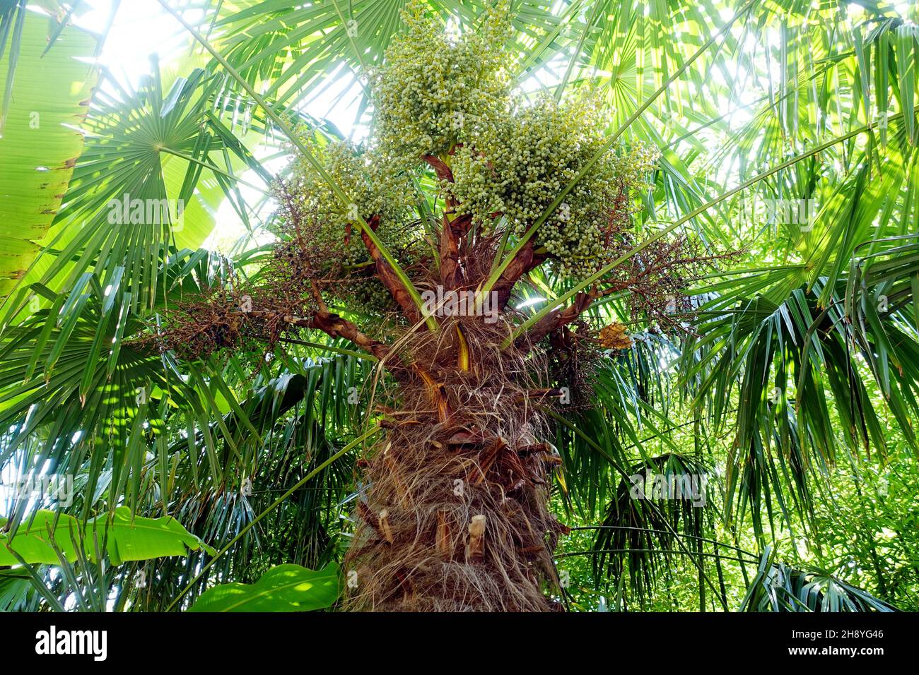 Chinesische Hanfpalme (Trachycarpus fortunei), im Handel als Tessinerpalme bekannt, Nordrhein-Westfalen, Deutschland, Köln Stock Photo