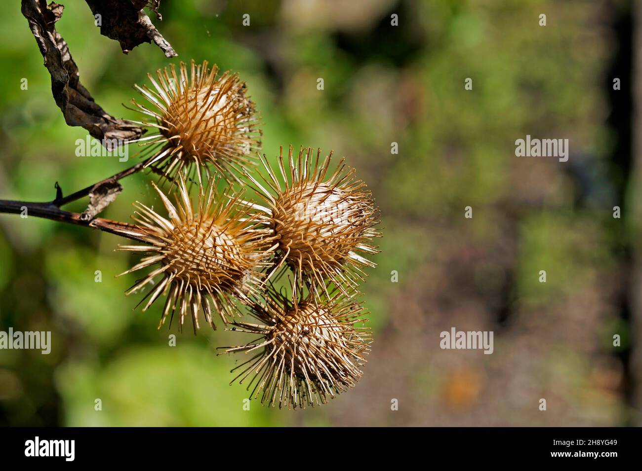 Greater burdock or edible burdock pod seeds (Arctium lappa) Stock Photo