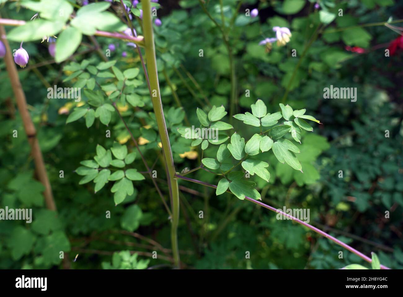 Thalictrum delavayi (syn. Thalictrum dipterocarpum), Chinesische Wiesenraute, China-Wiesenraute - Blätter, Nordrhein-Westfalen, Deutschland, Köln - Th Stock Photo