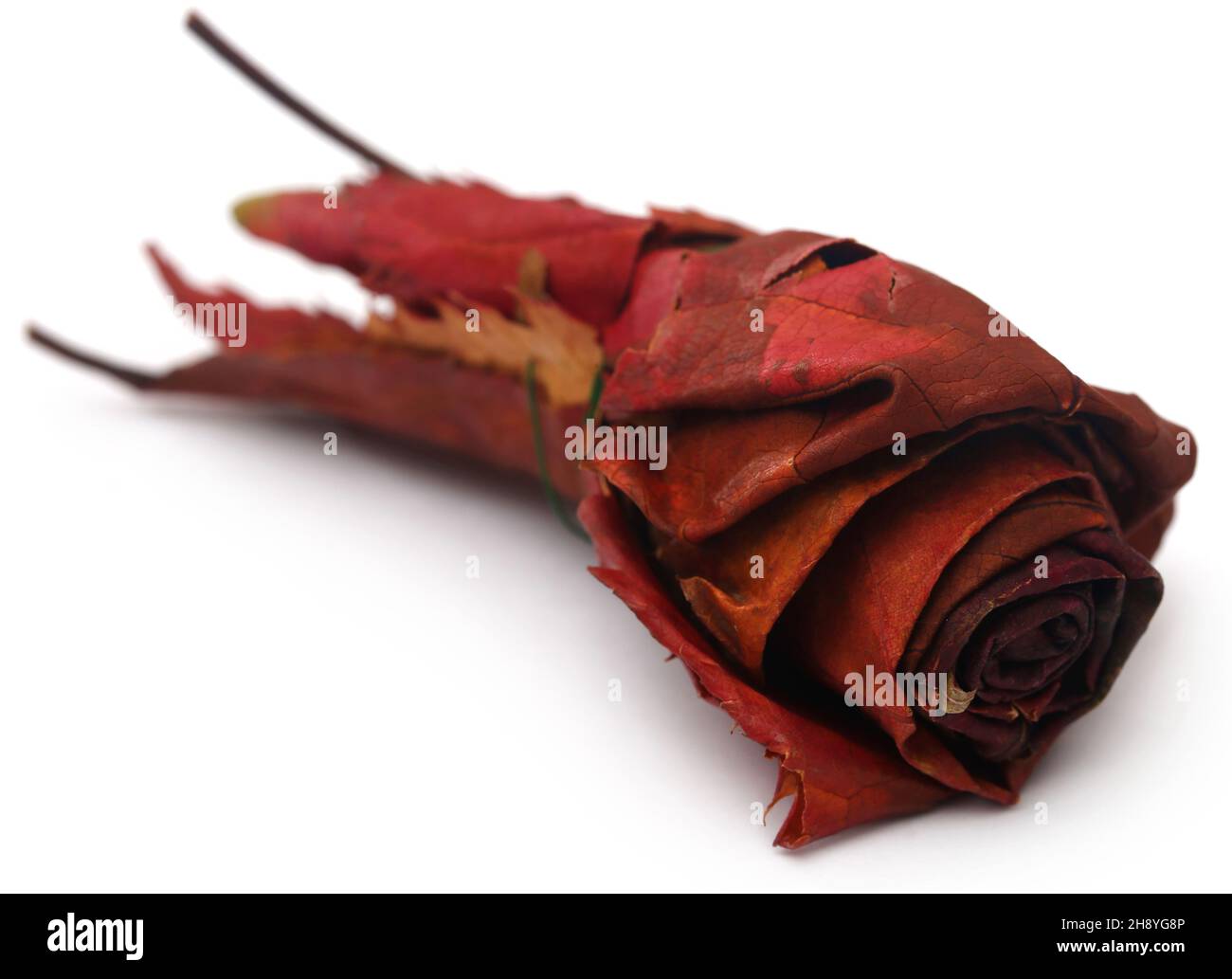 Dry rose buds as a symbol of Christmas Stock Photo