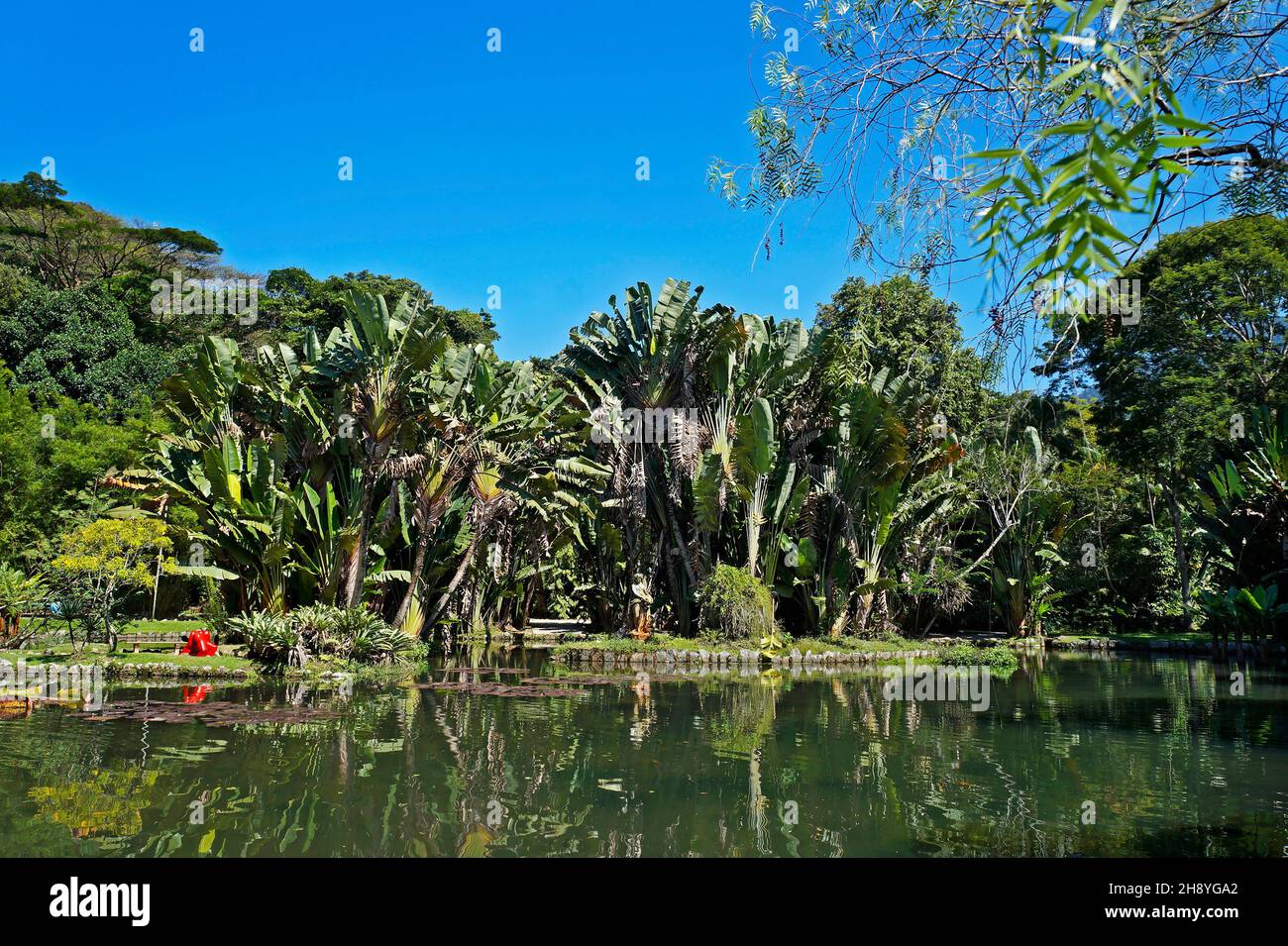 Panoramic park view with tropical vegetation, Rio, Brazil Stock Photo