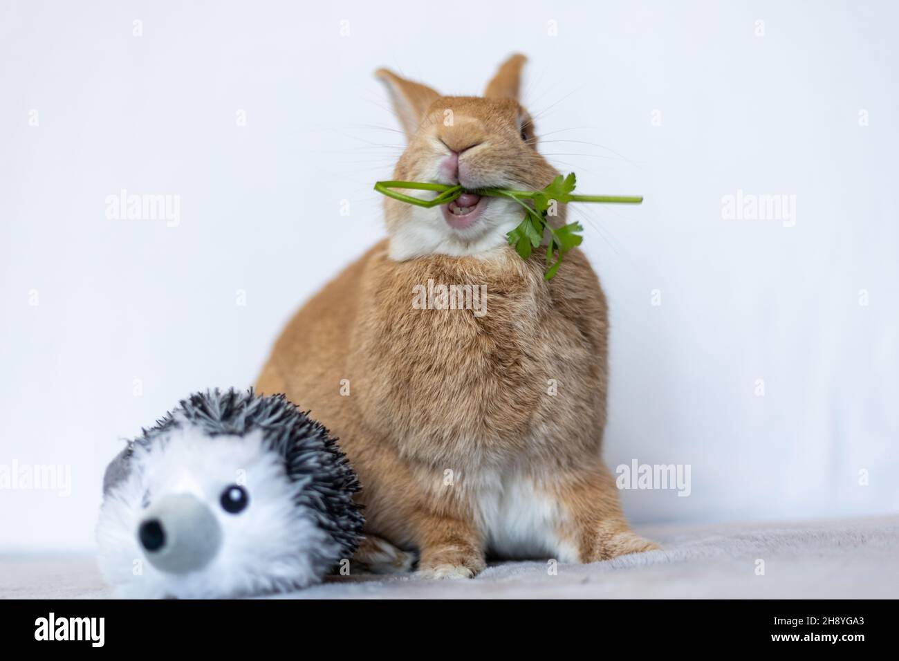 Rufus rabbit hi-res stock photography and images - Alamy